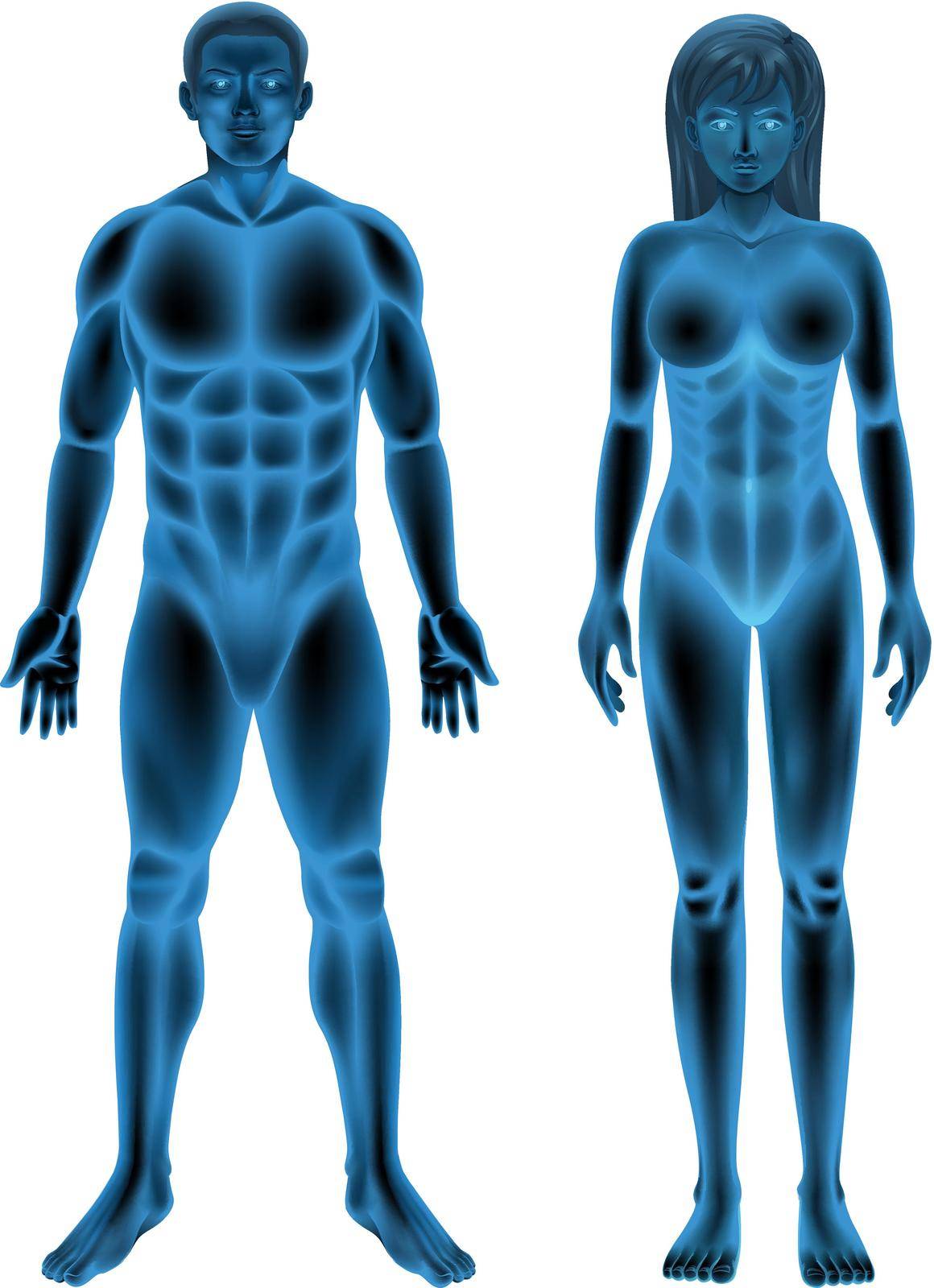 Illustration of the male and female human body