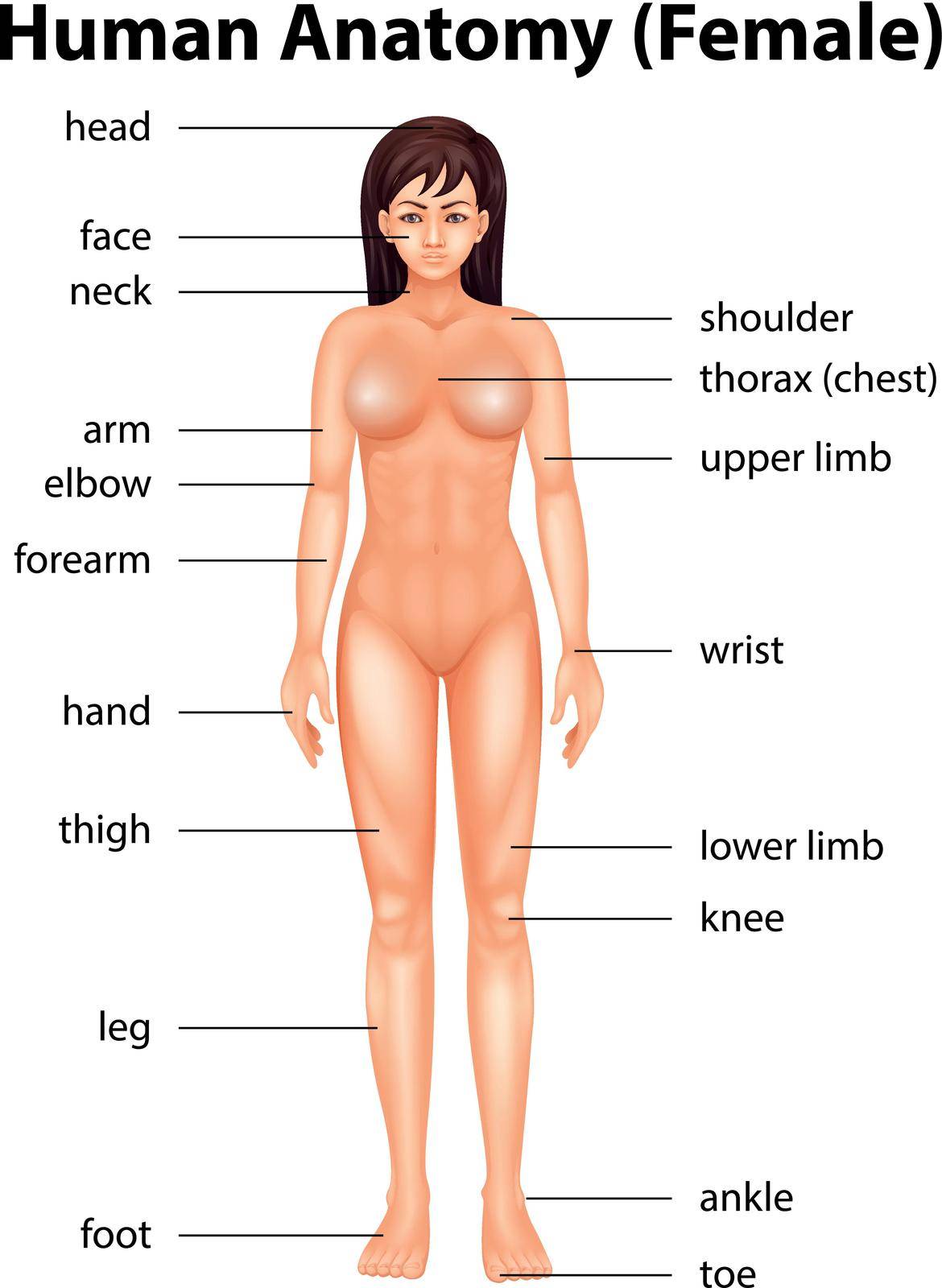 Illustration of human body parts