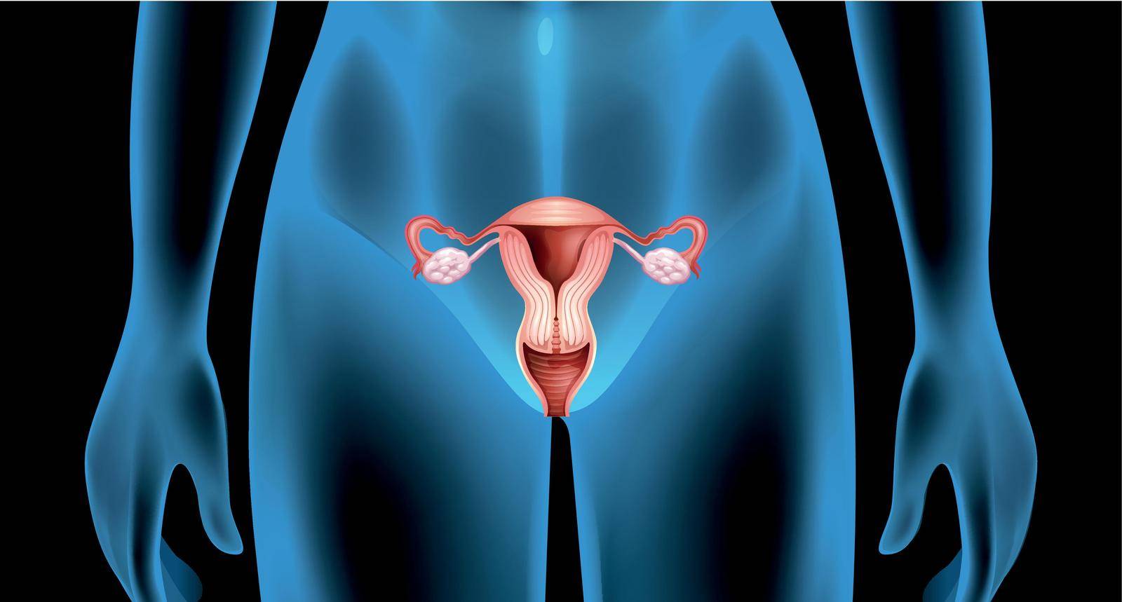Reproductive organ of the female body by iimages