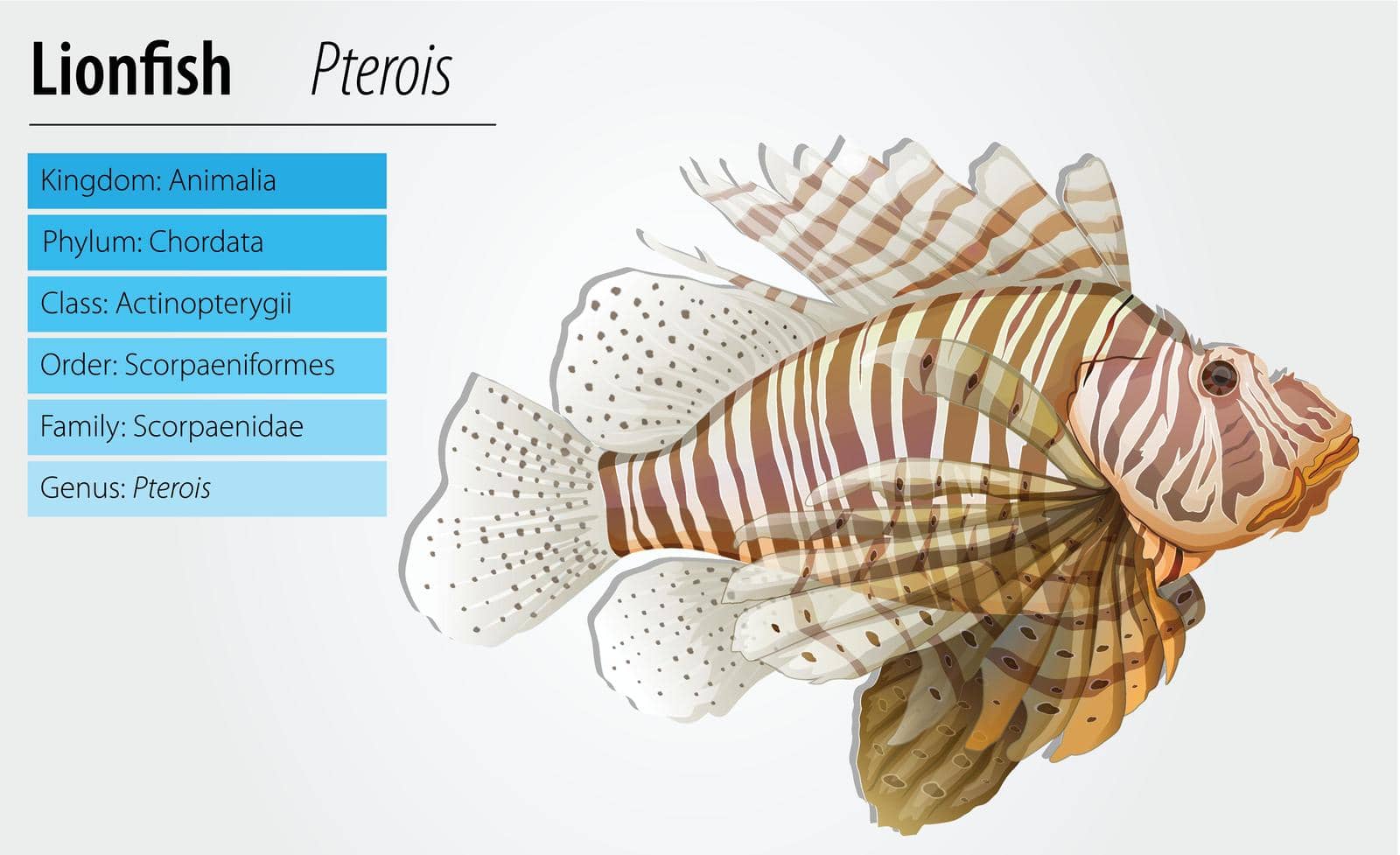 Illustration of a lionfish - Pterois antennata