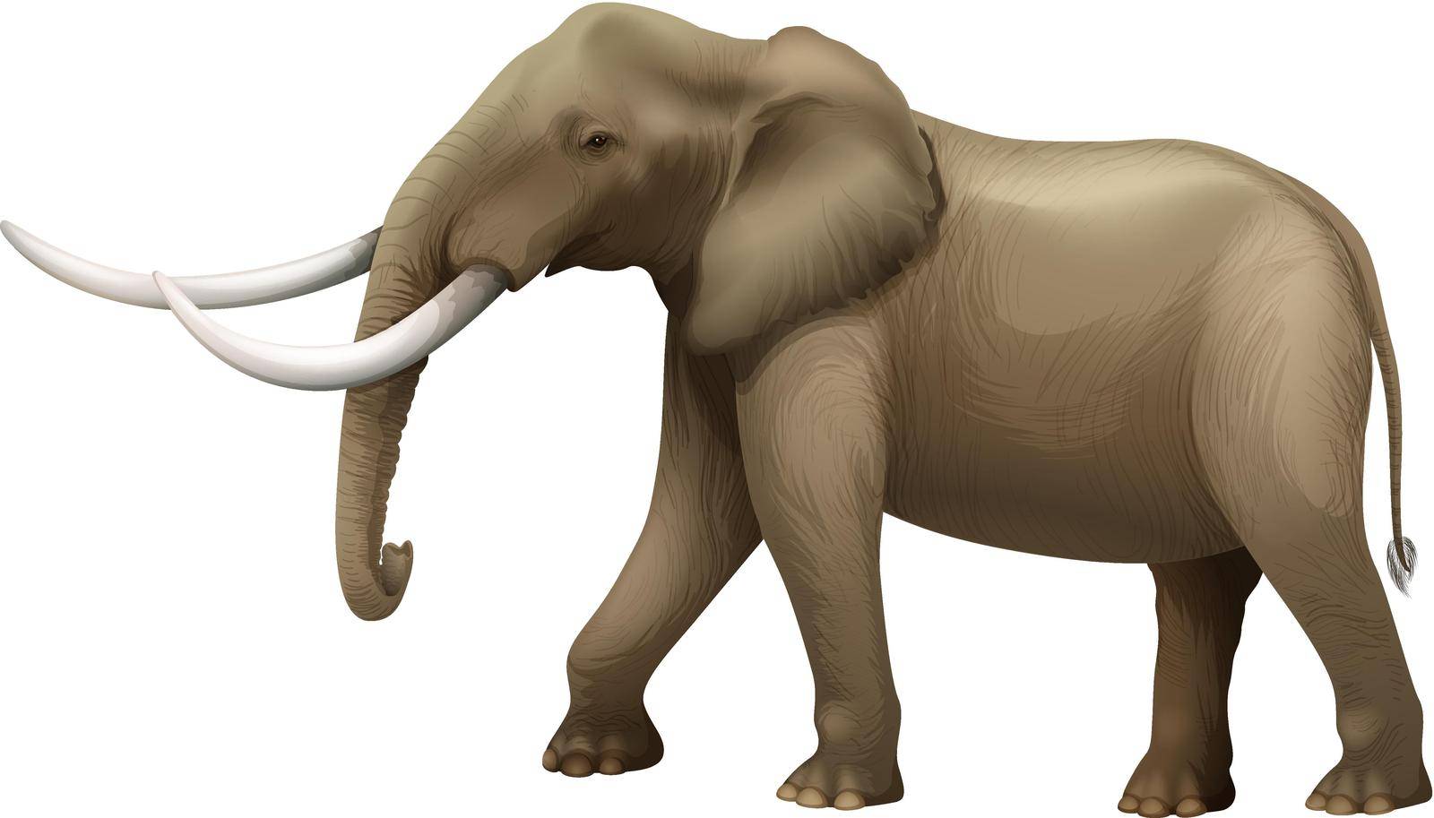 Illustration of the elephant