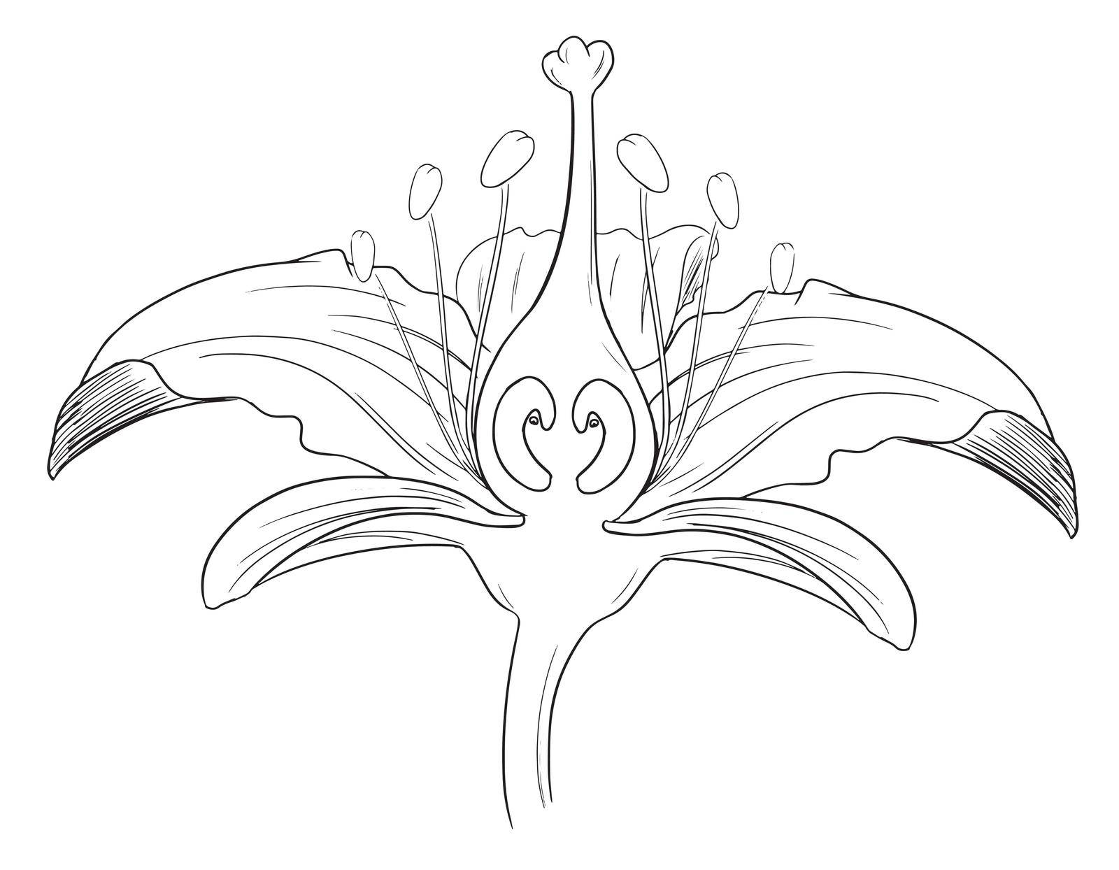 Tiger lily flower outline by iimages