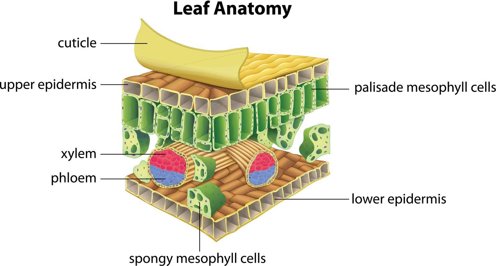 Illustration of the anatomy of a leaf
