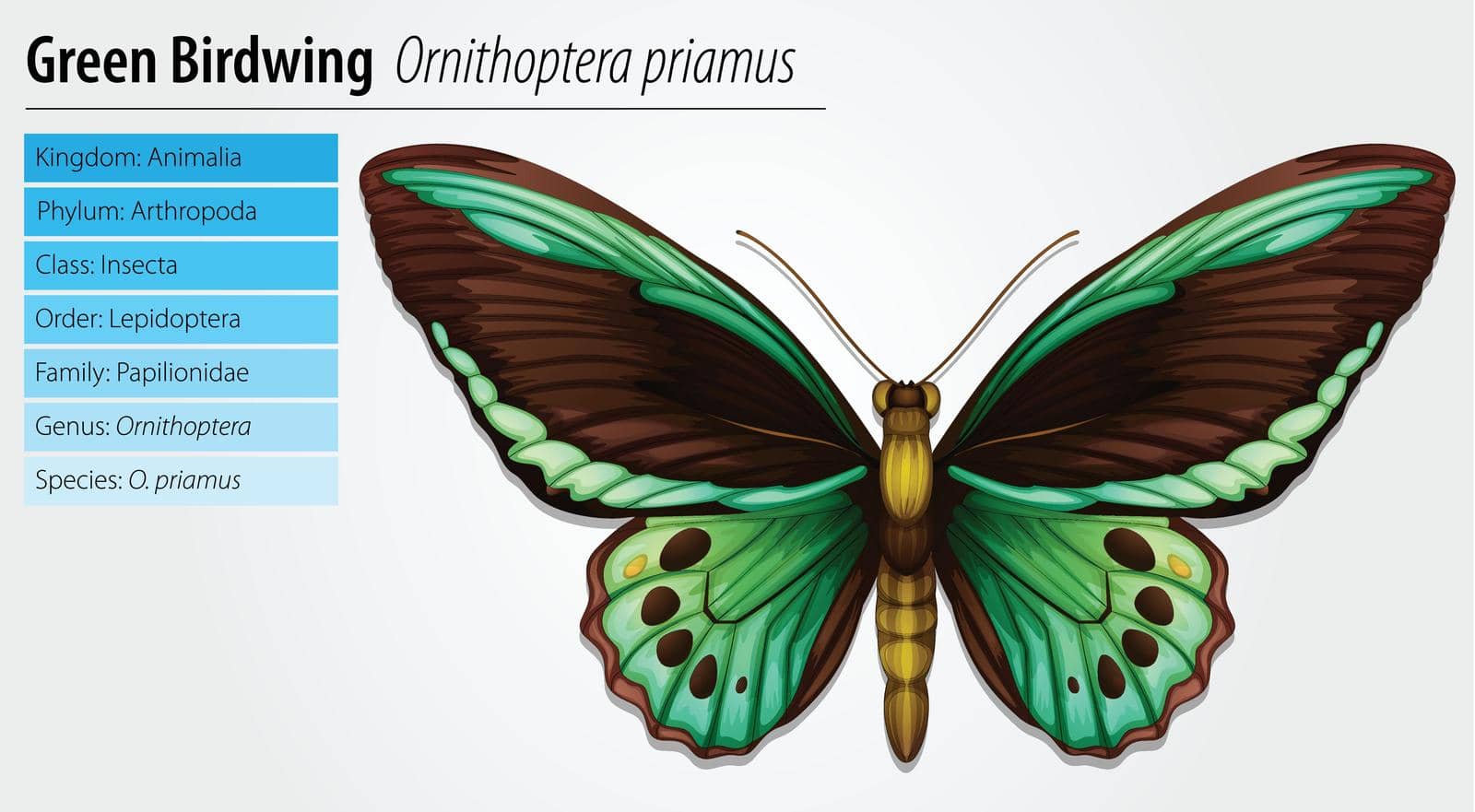 Green Birdwing butterfly - Ornithoptera primus