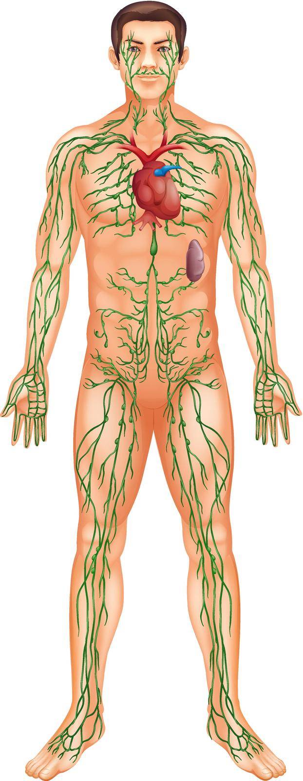 Illustration of the Lymphatic System