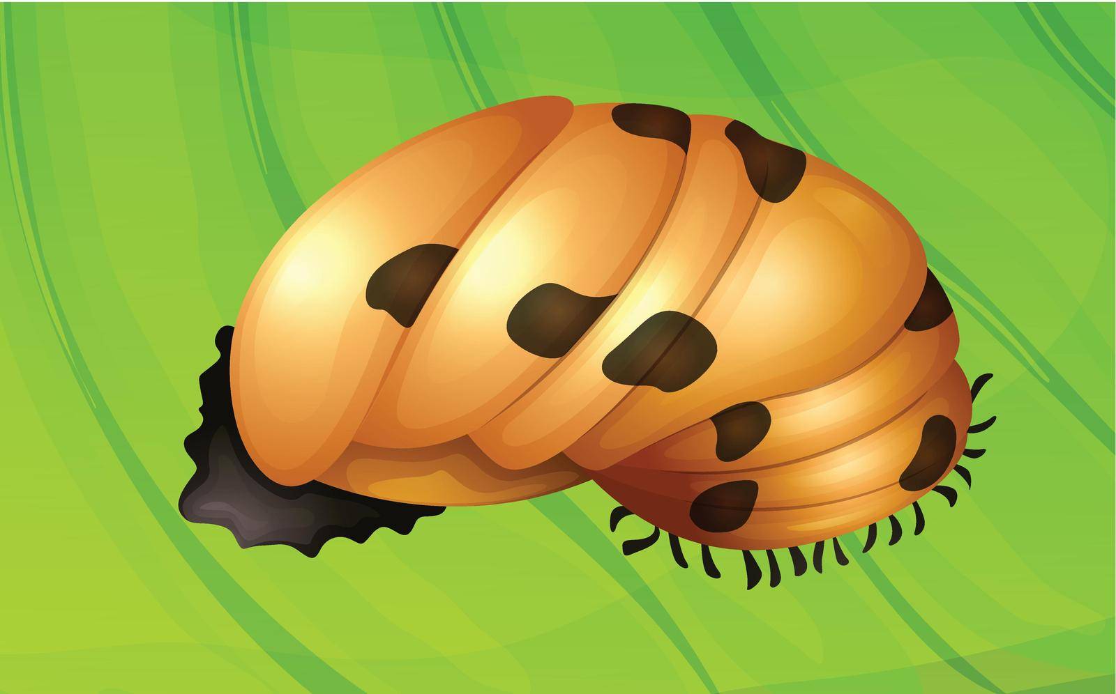 Illustration of a ladybug life cycle - pupa stage
