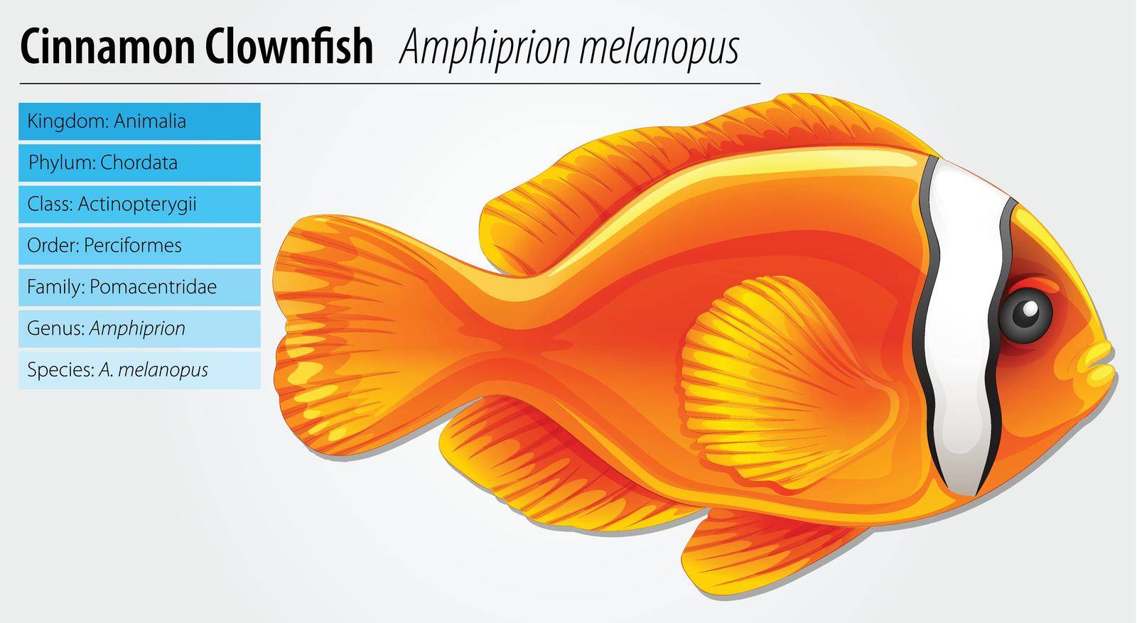 Cinnamon clownfish - Amphiprion melanopus