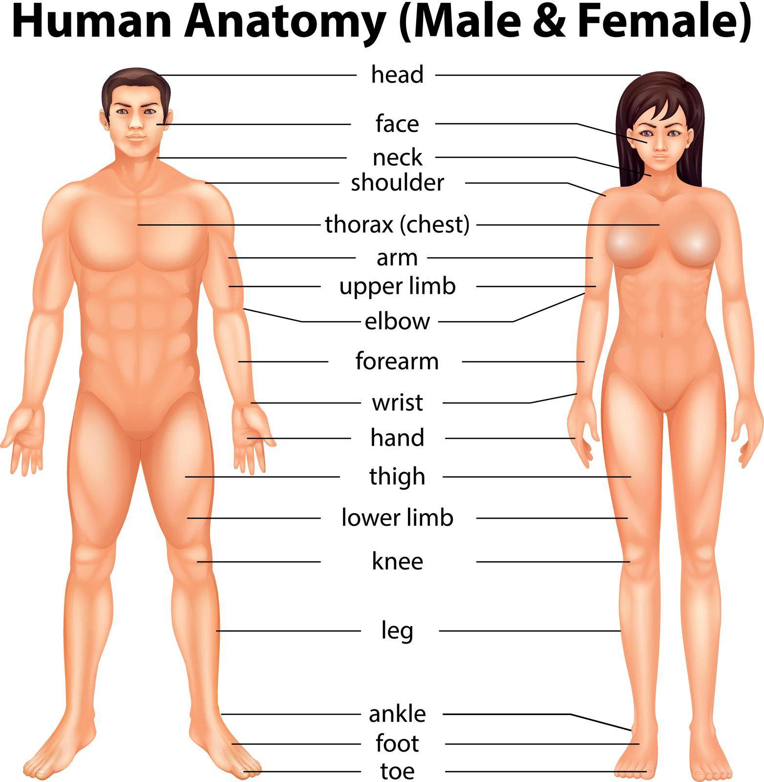 Illustration showing the human body parts