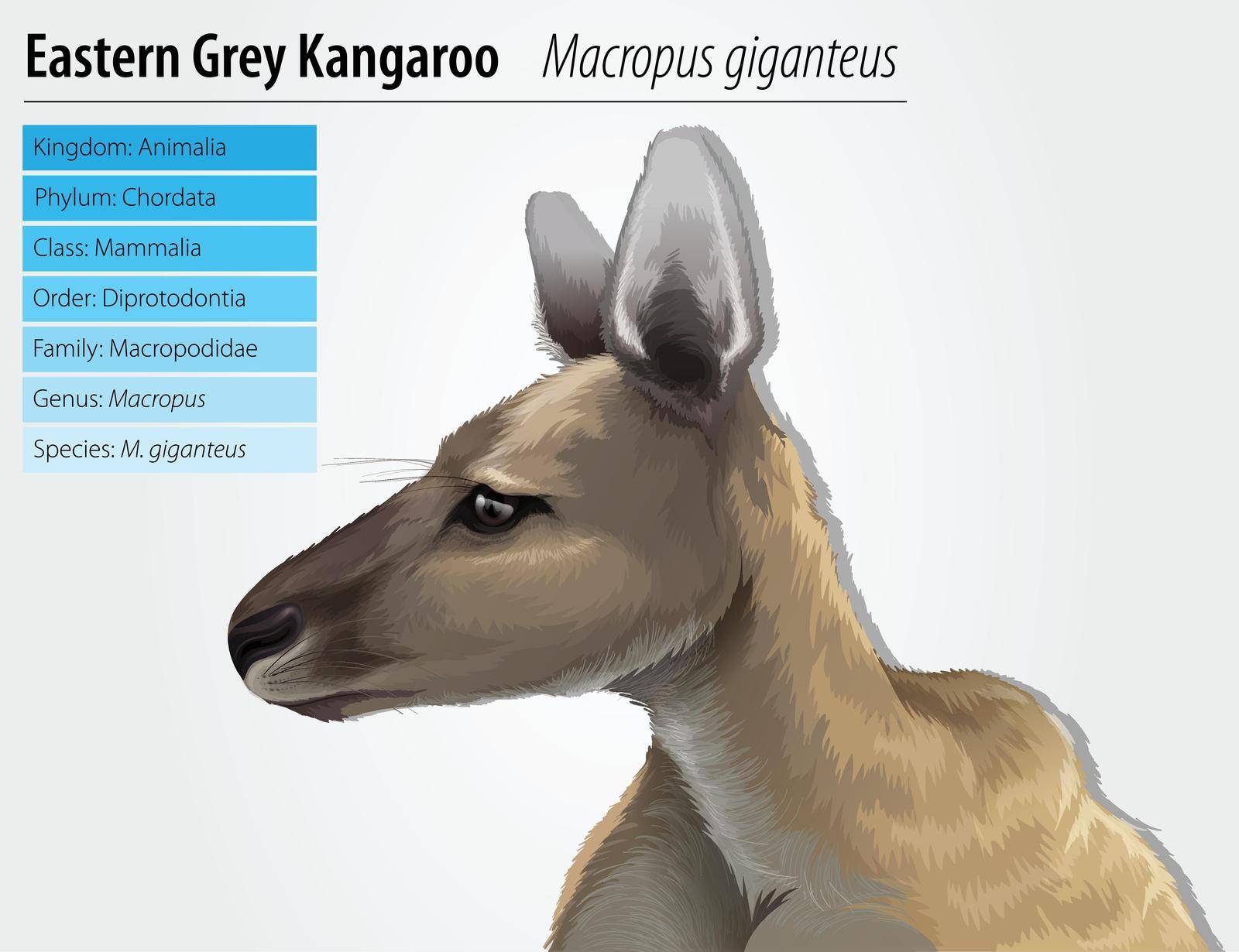 Eastern grey kangaroo by iimages