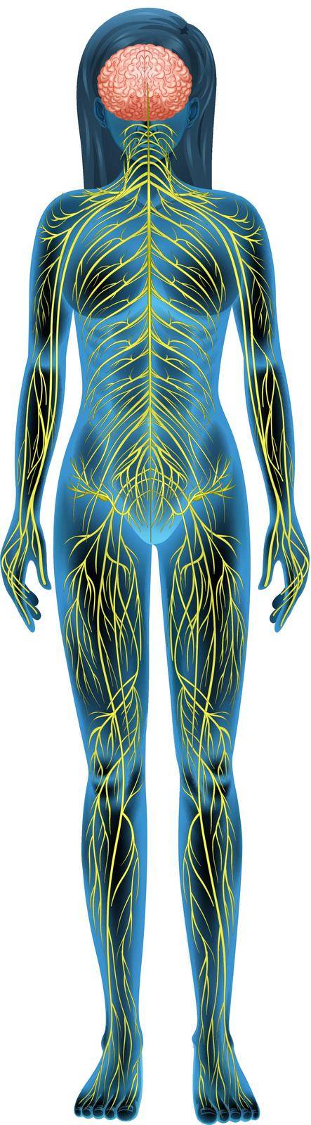 Human nervous system by iimages