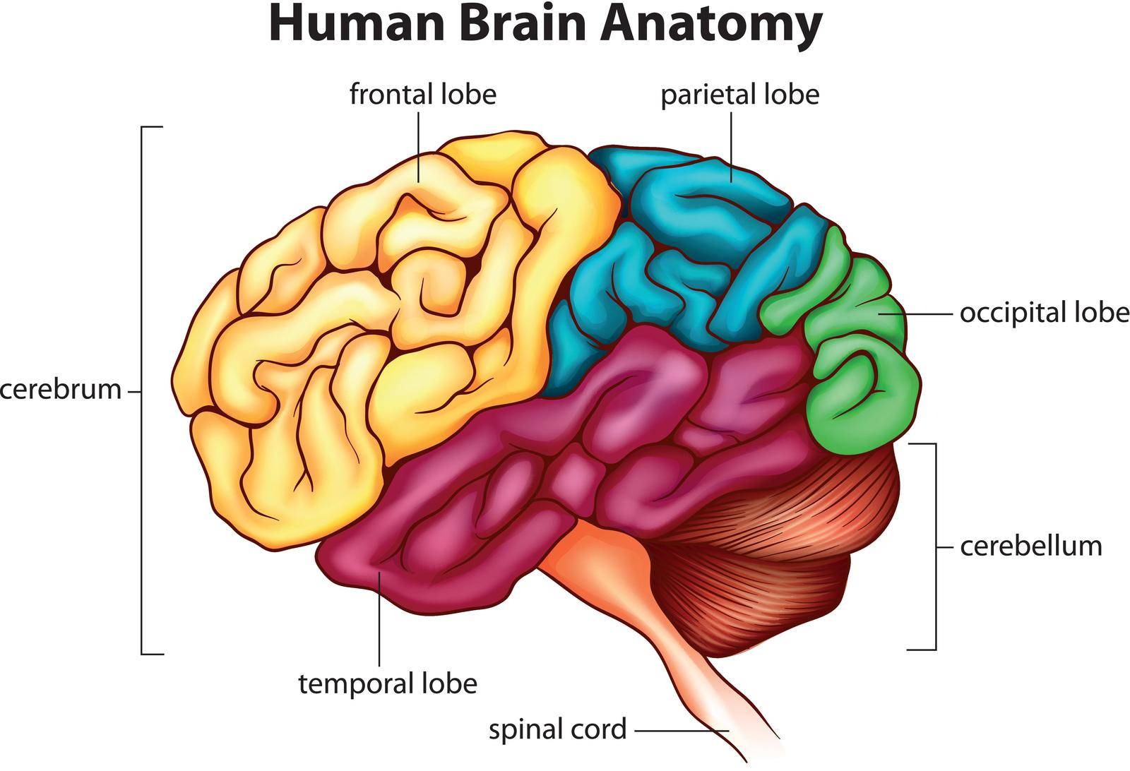 The human brain by iimages