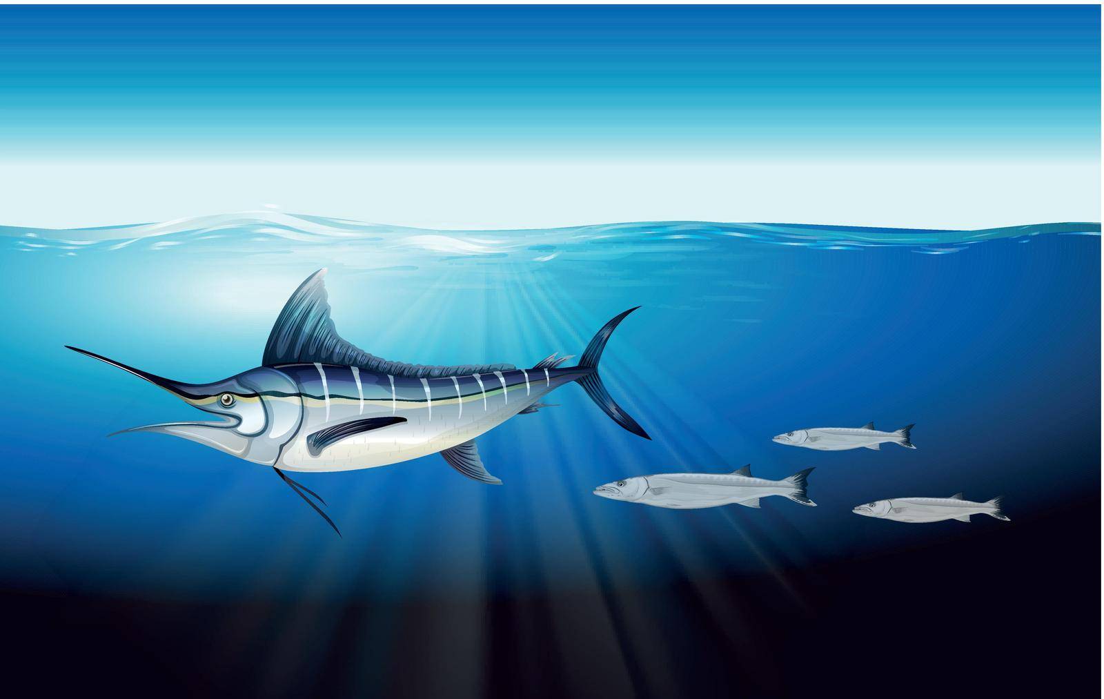 Illustration showing the atlantic blue marlin