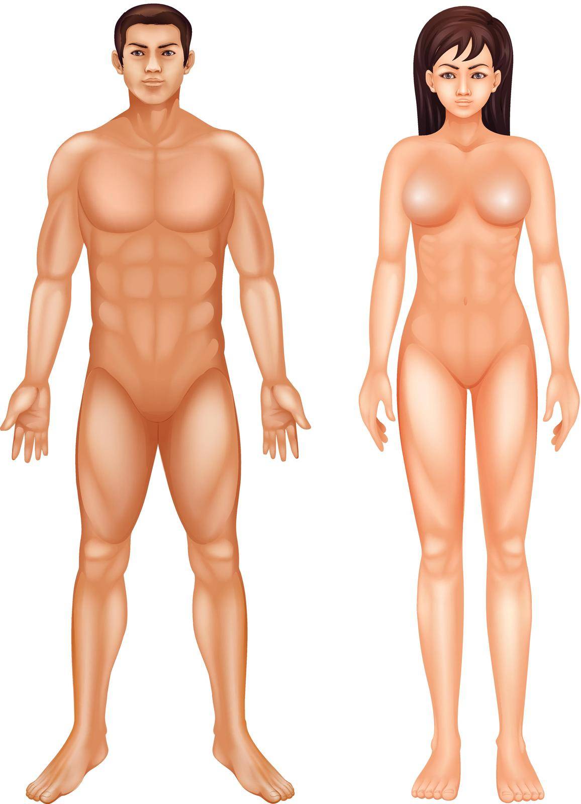 Illustration of the human body on a white background