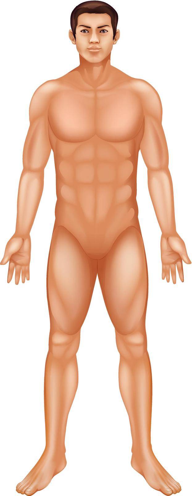 Male body by iimages