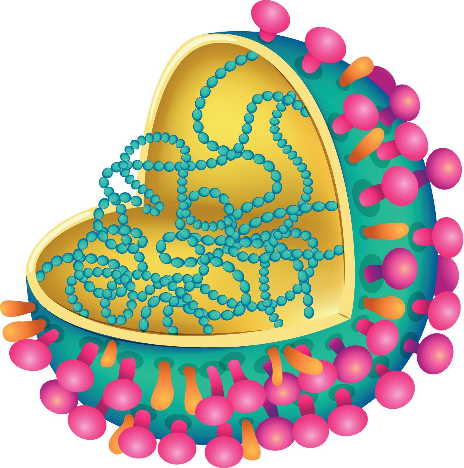 Illustration of the influenza virus