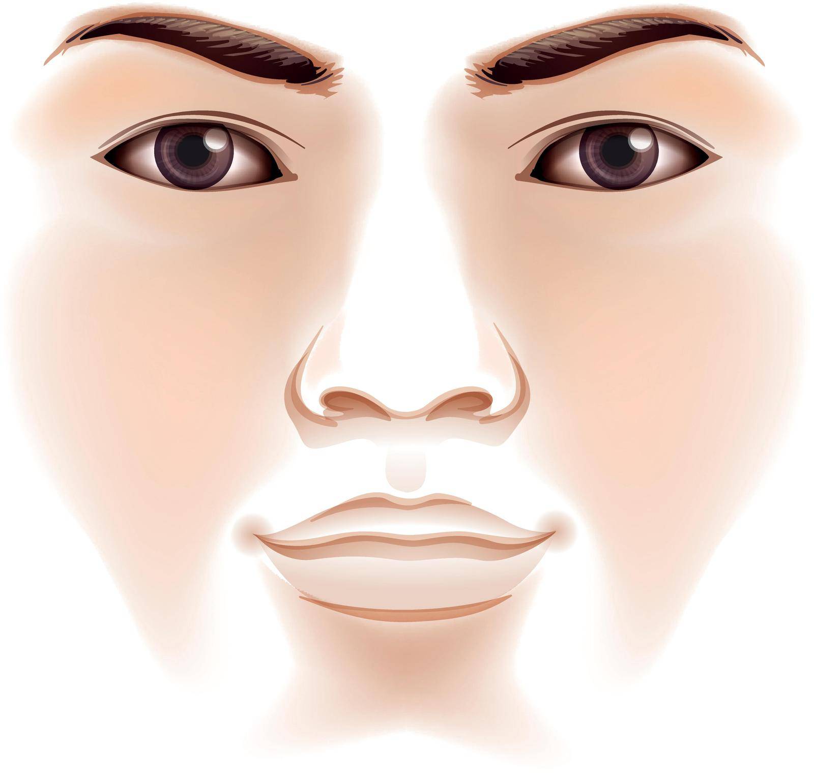 Illustration of the features of a human face