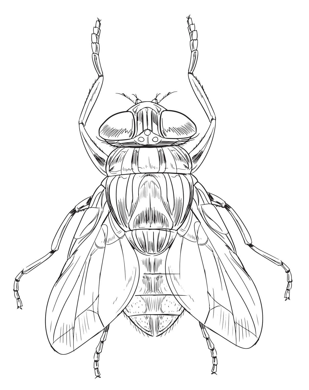 Common housefly - Musca domestica