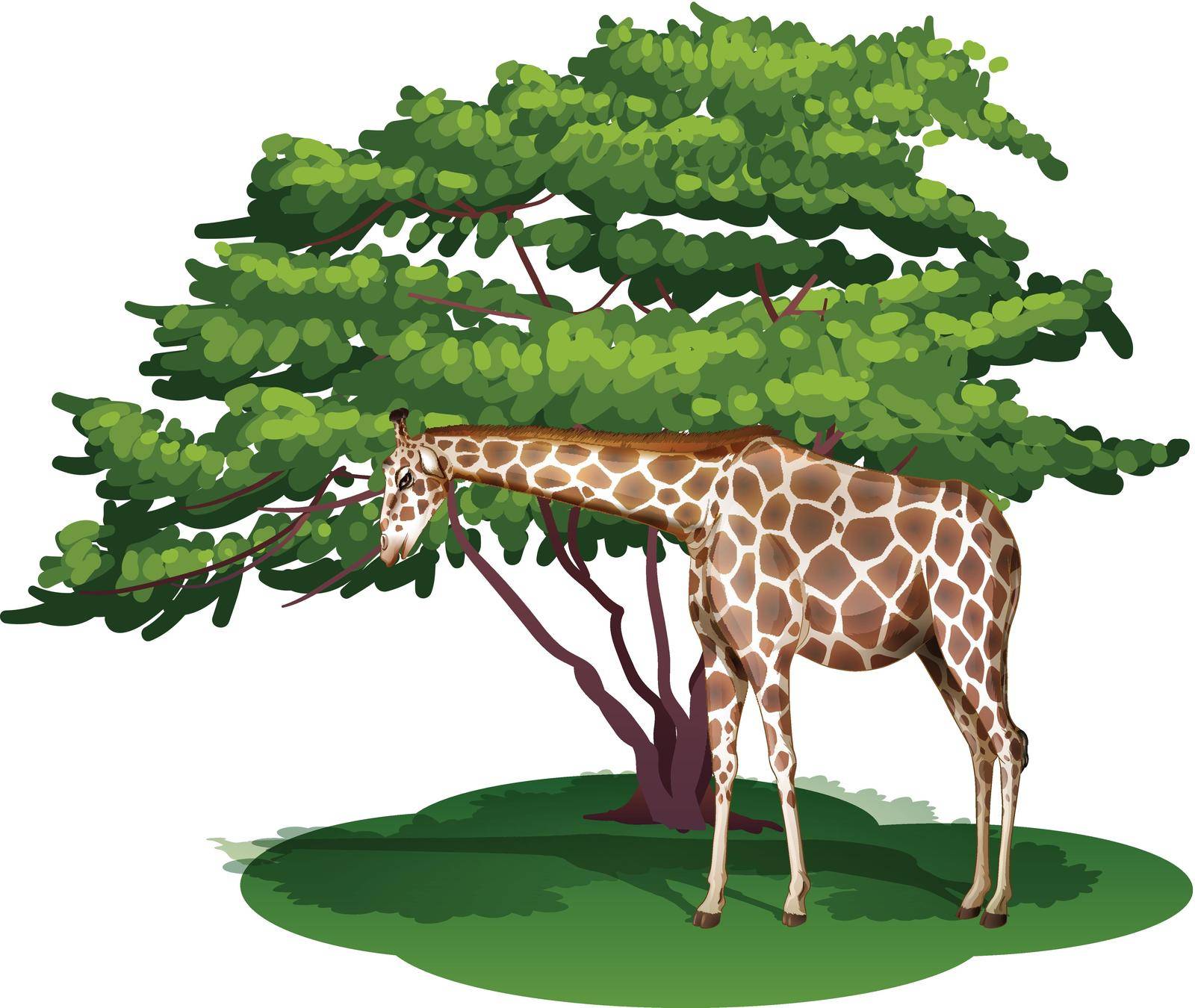 Illustration of a giraffe under the tree on a white background