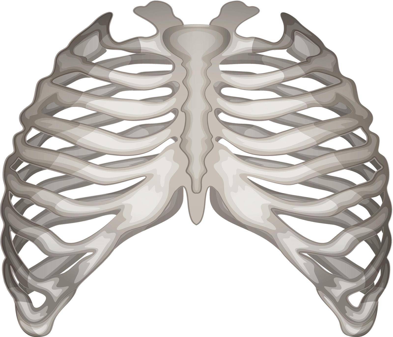 Illustration of the rib cage on a white background