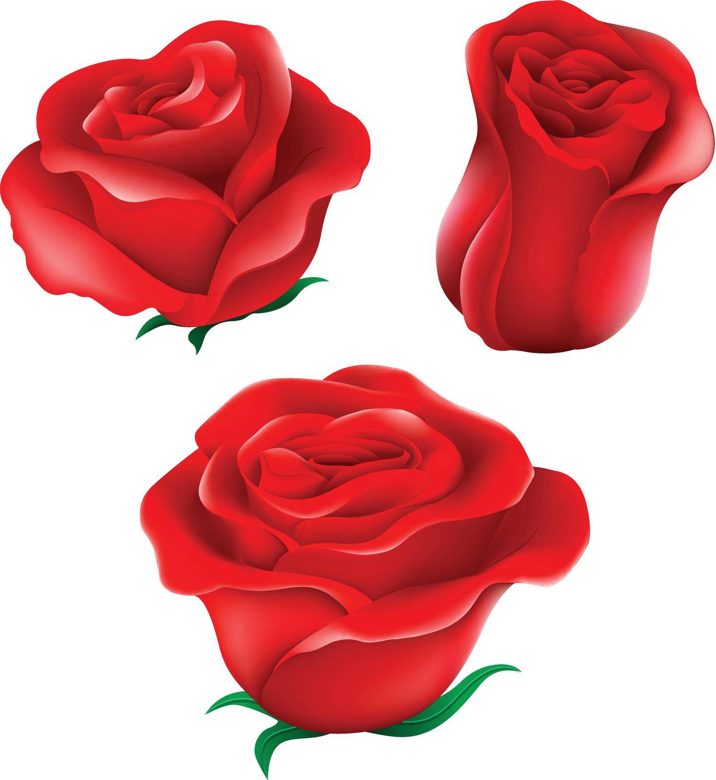 Illustration of the red roses on a white background