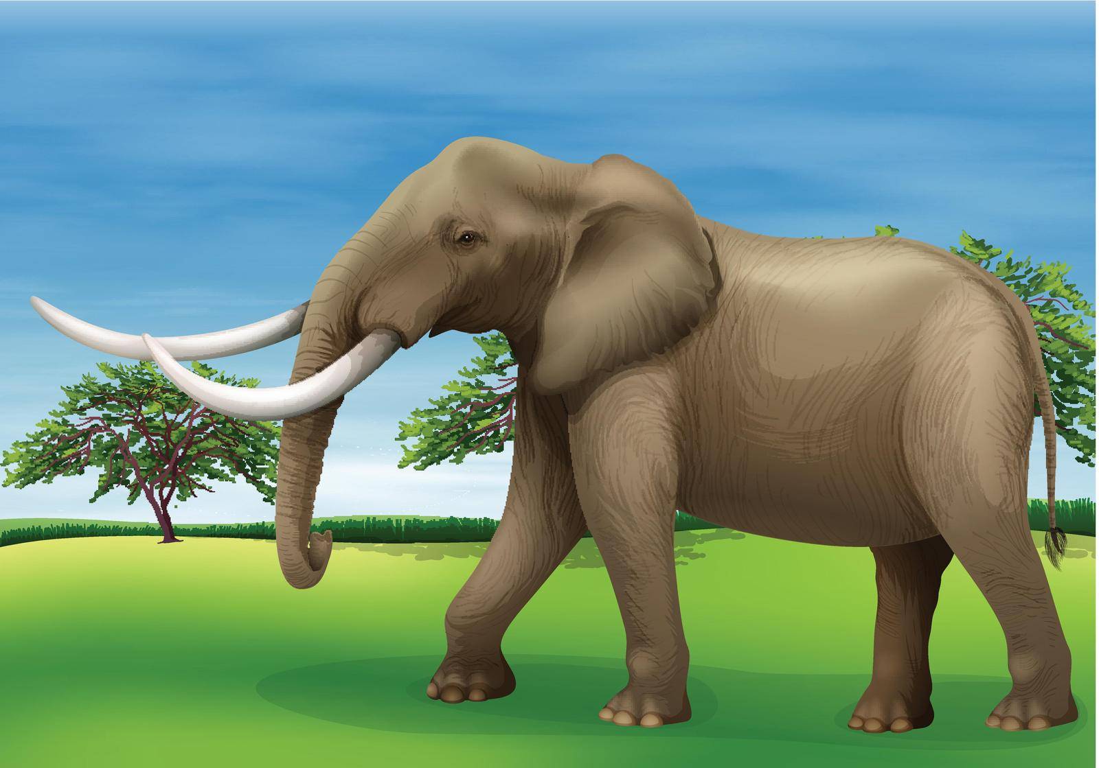 Illustration of the elephant