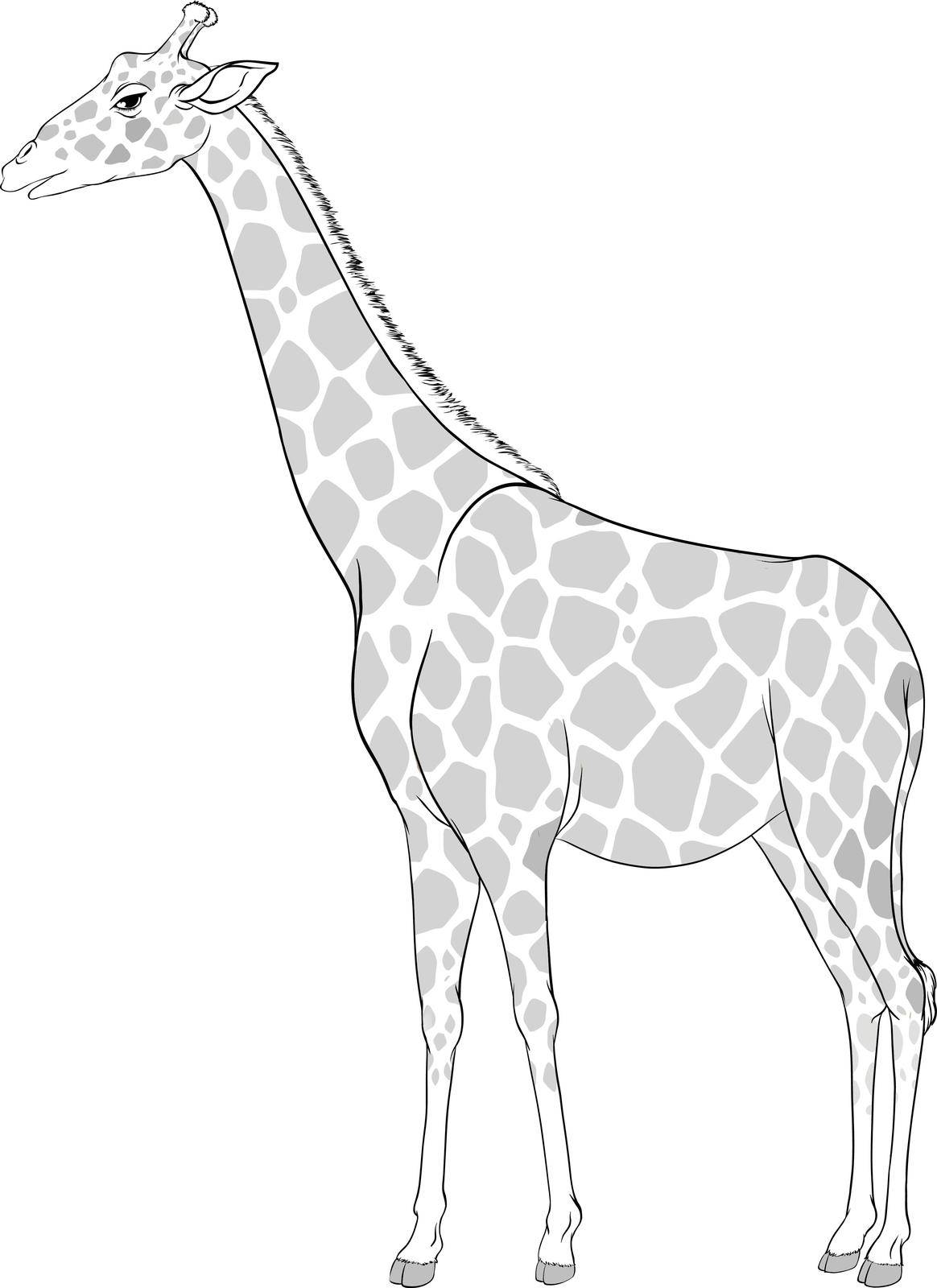 Illustration of a sketch of a giraffe on a white background
