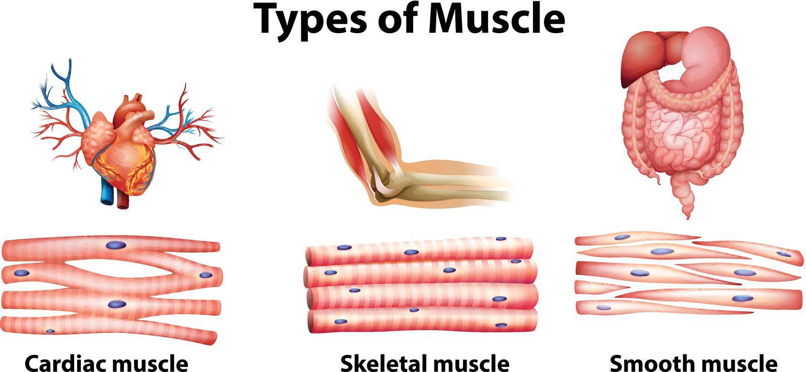 Illustration of the type of muscle on a white background
