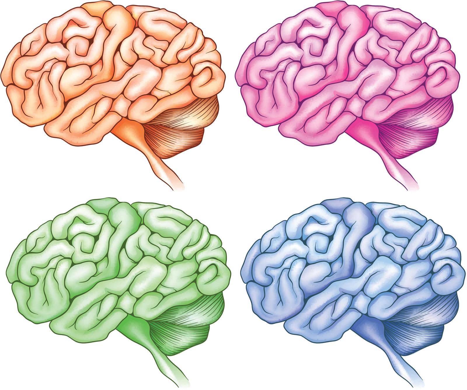 Illustration of the human brains on a white background