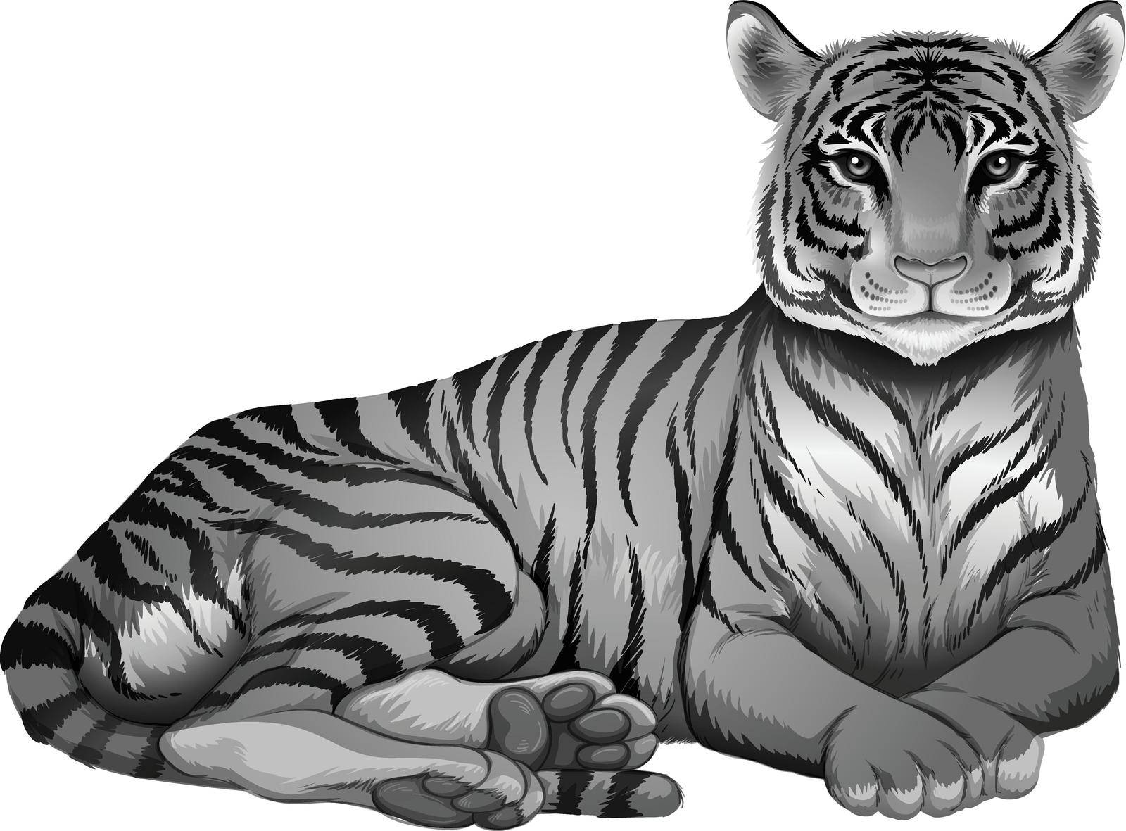 Illustration of a grey tiger on a white background