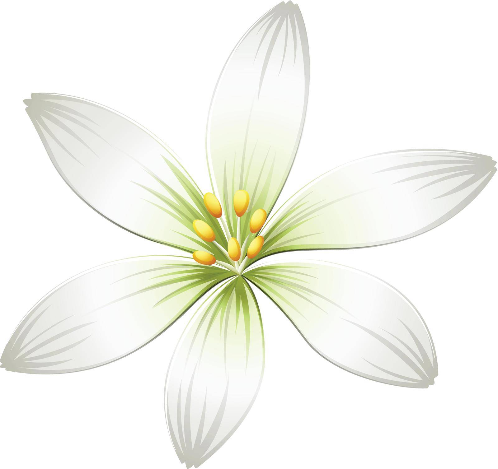 Illustration of a fresh white flower on a white background