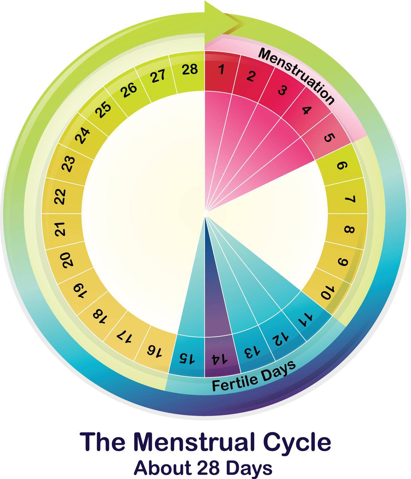 The Menstrual Cycle by iimages