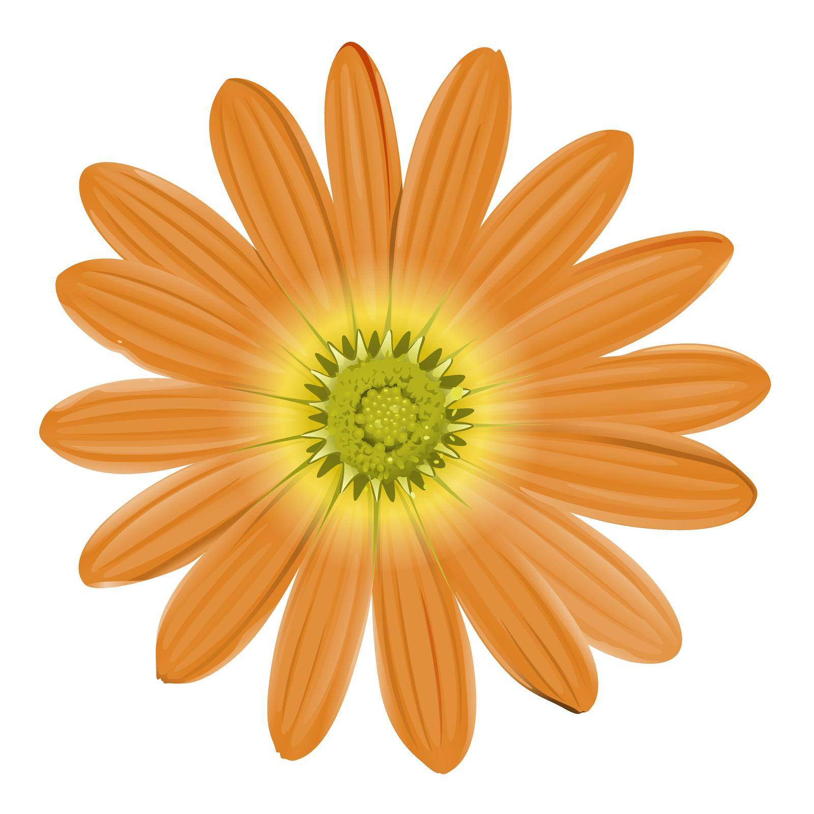 Illustration of a close up orange flower