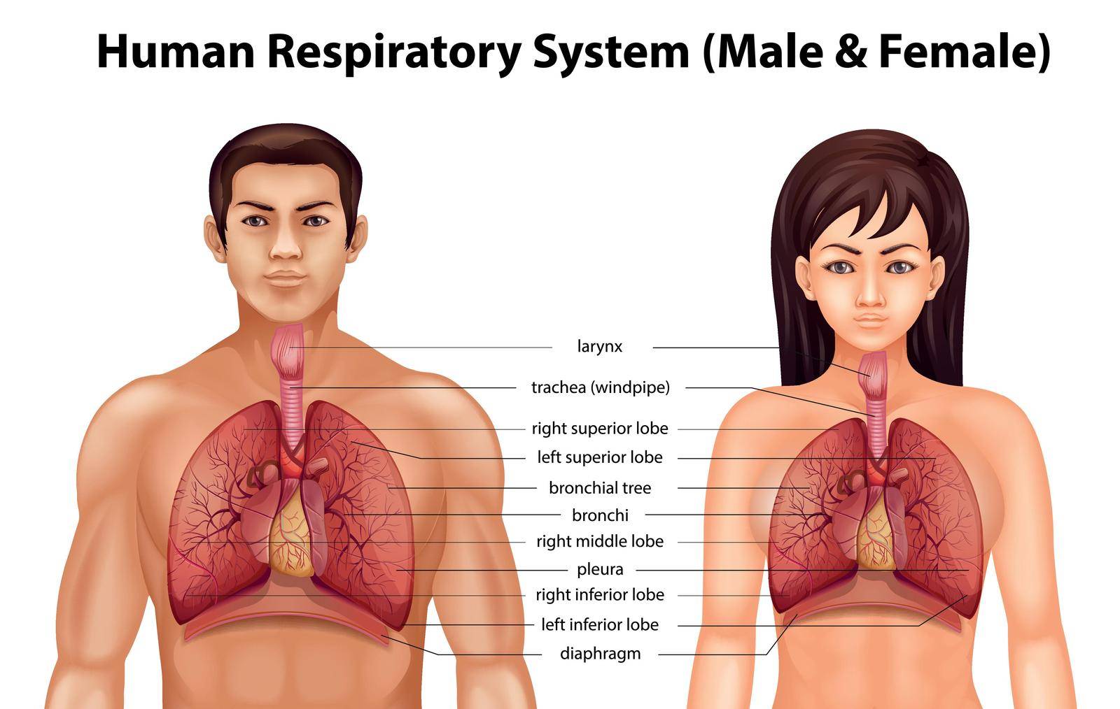 Human respiratory system by iimages