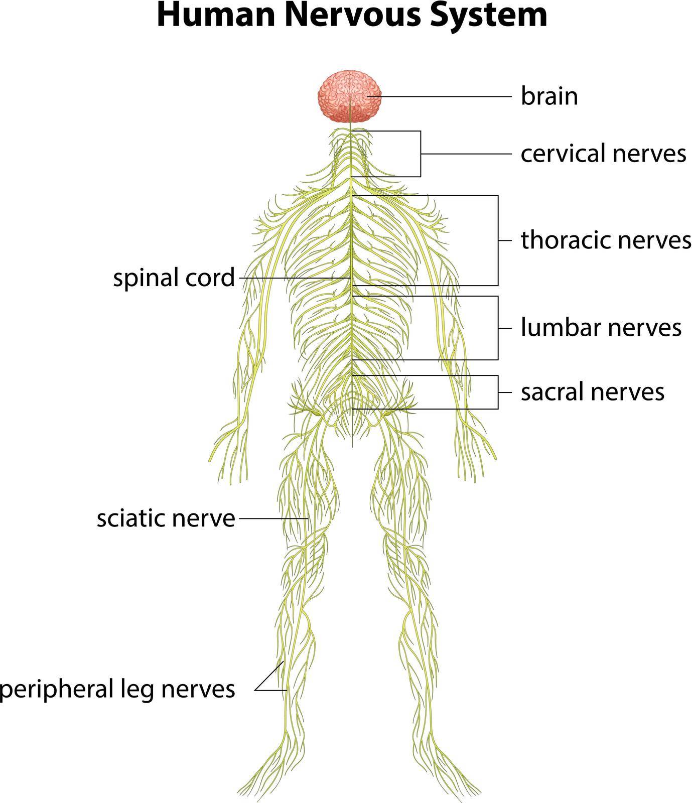 An image showing the human nervous system