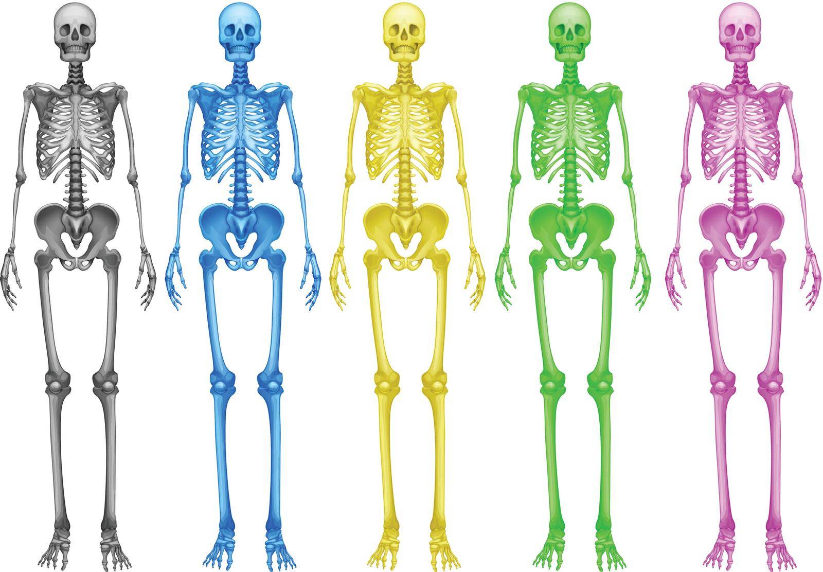 Coloured human skeletons on a white background