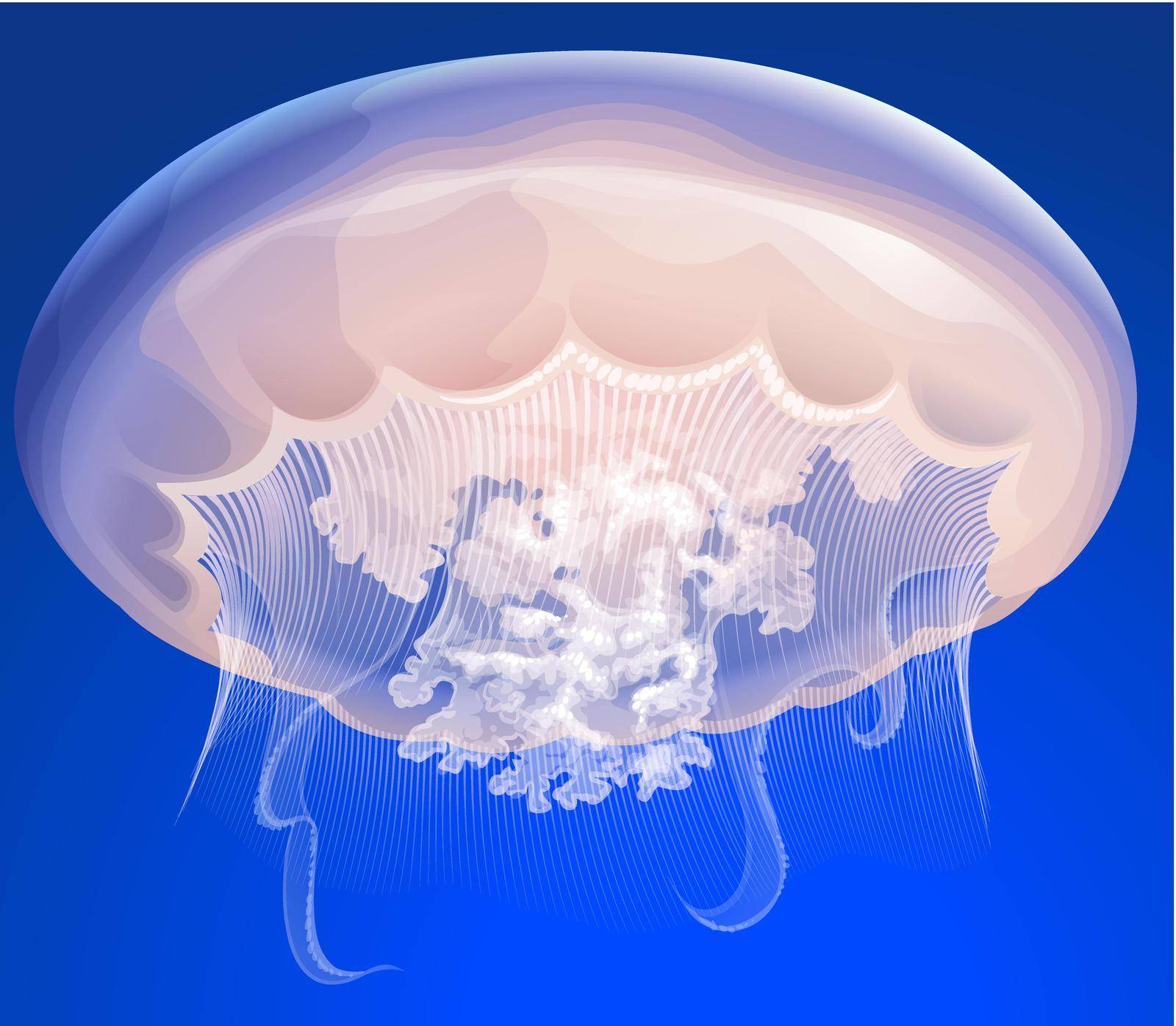 Jelly Fish by iimages