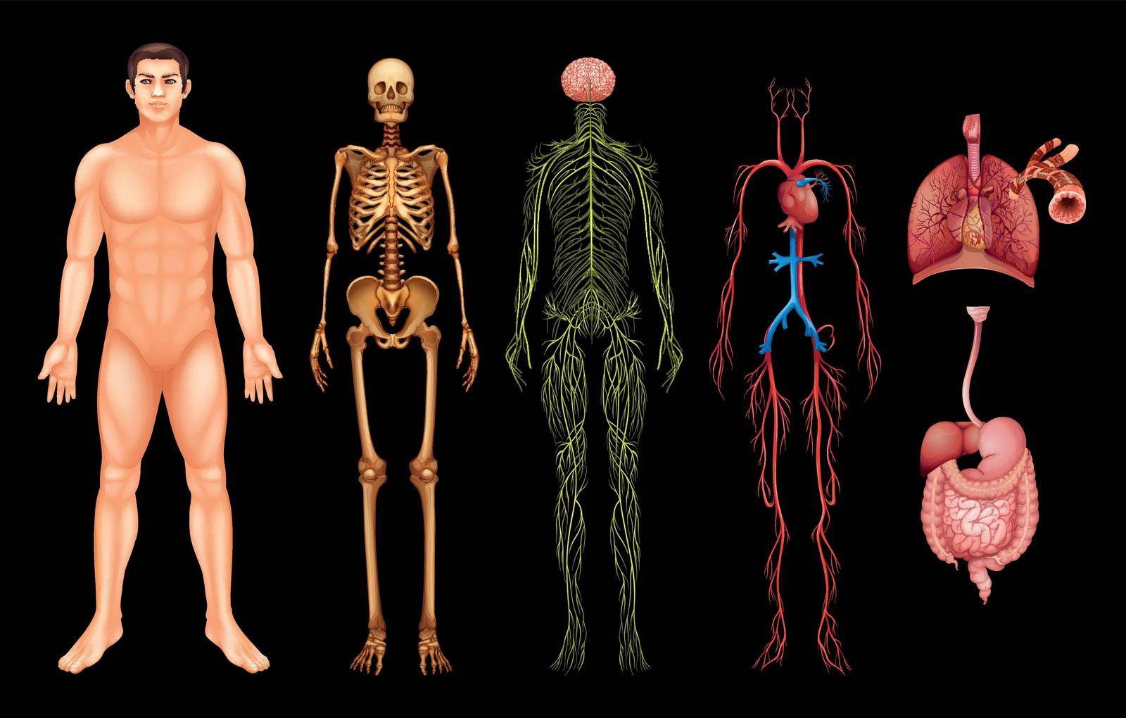 Human body systems by iimages