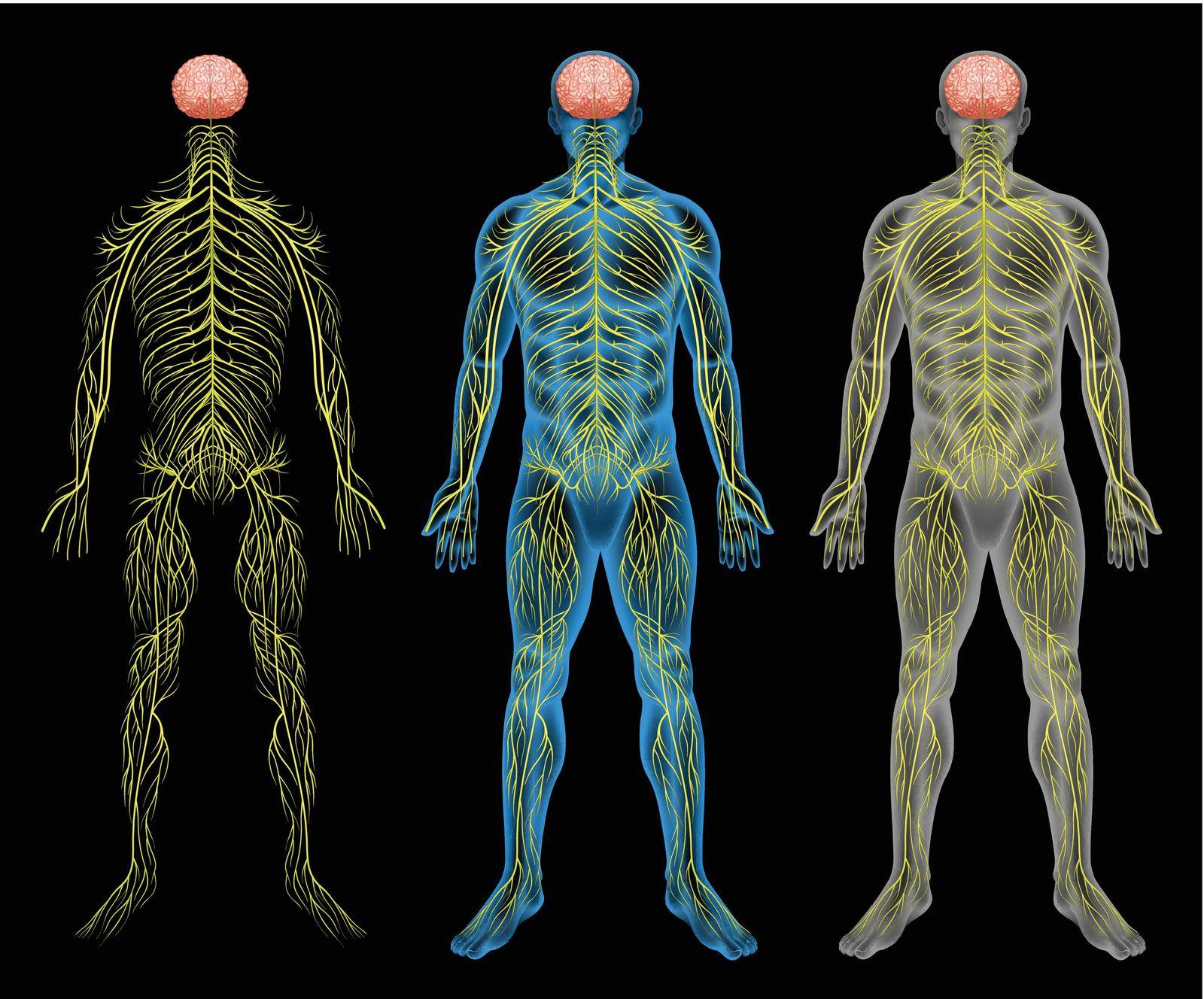 The nervous system by iimages