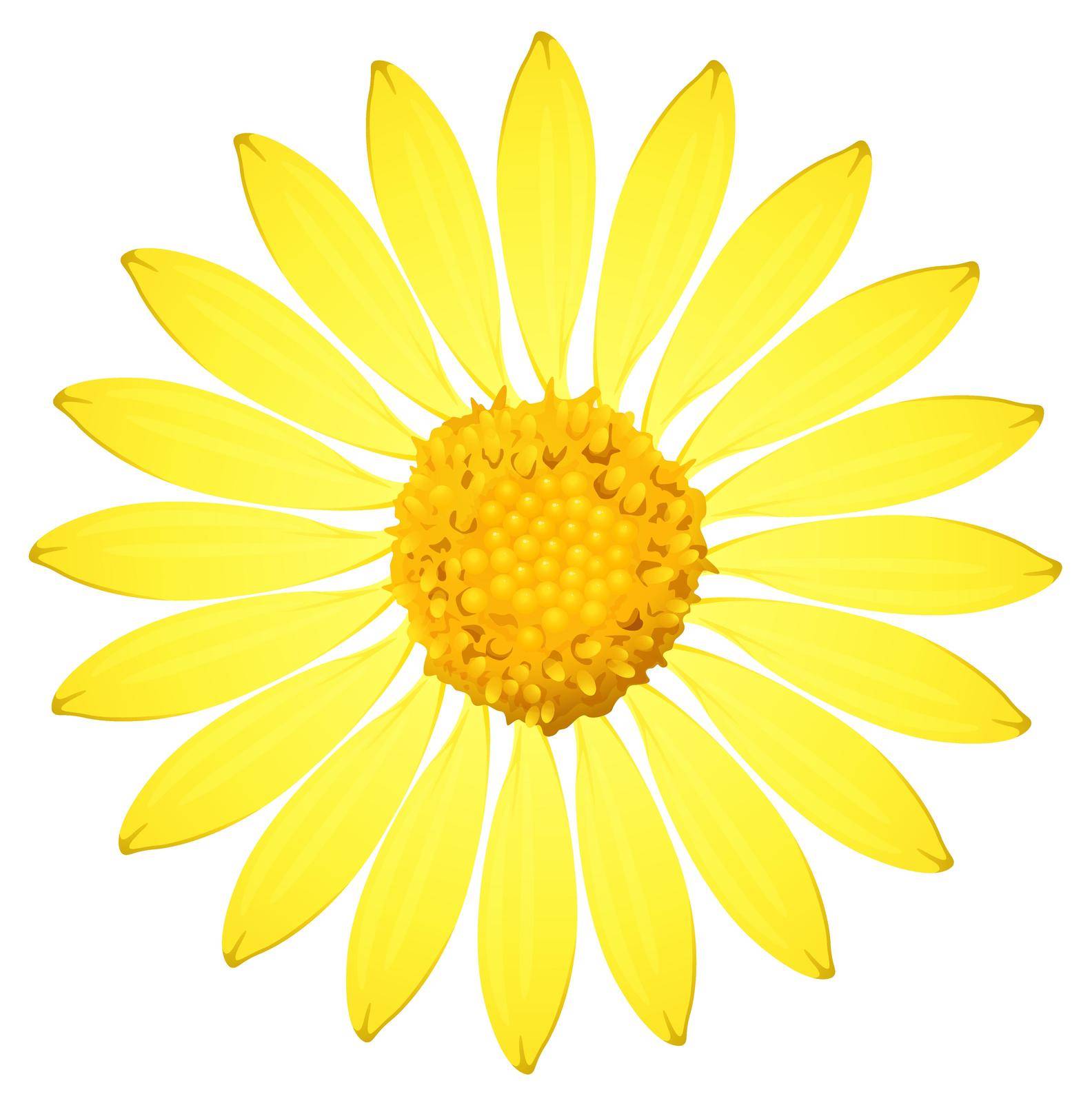 A yellow sunflower on a white background