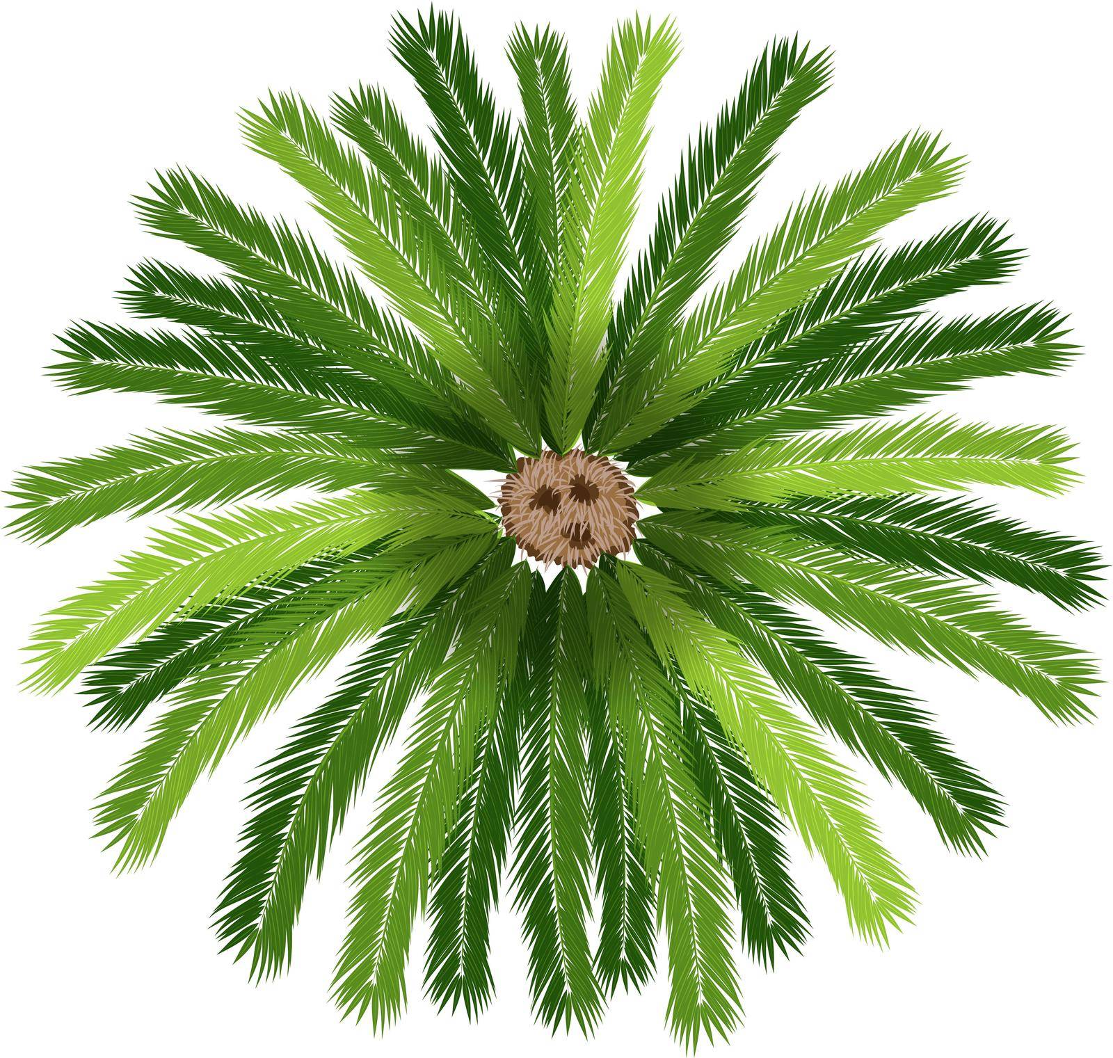 A sago palm tree by iimages