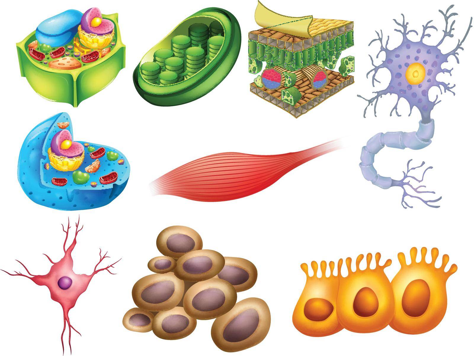 Different biology cells on a white background