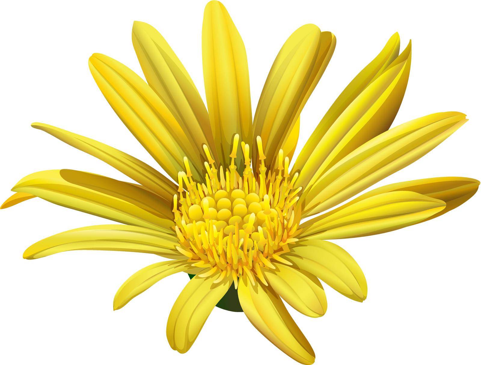 A yellow sunflower on a white background