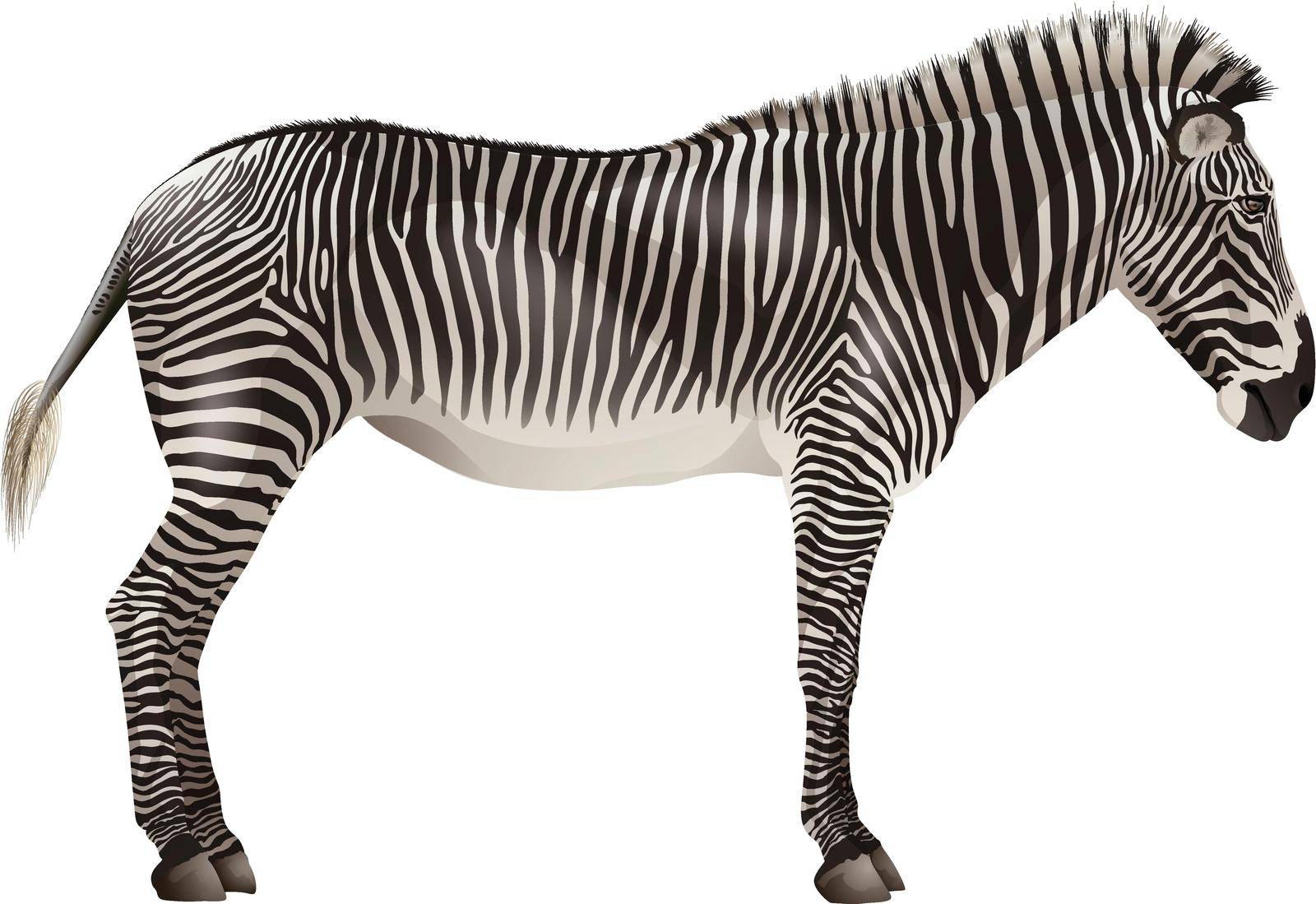 Illustration of a close up zebra
