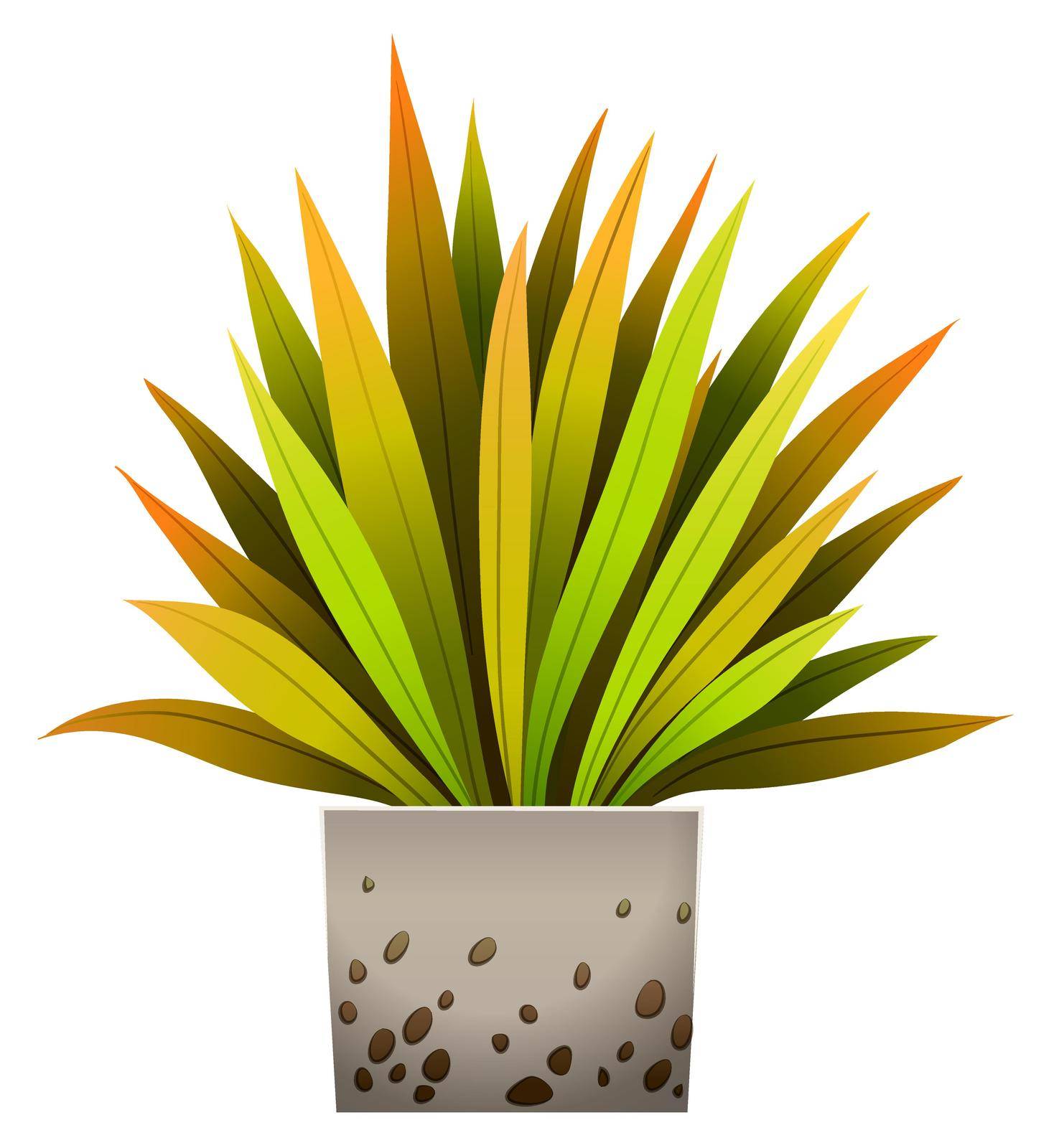 A decorative plant by iimages