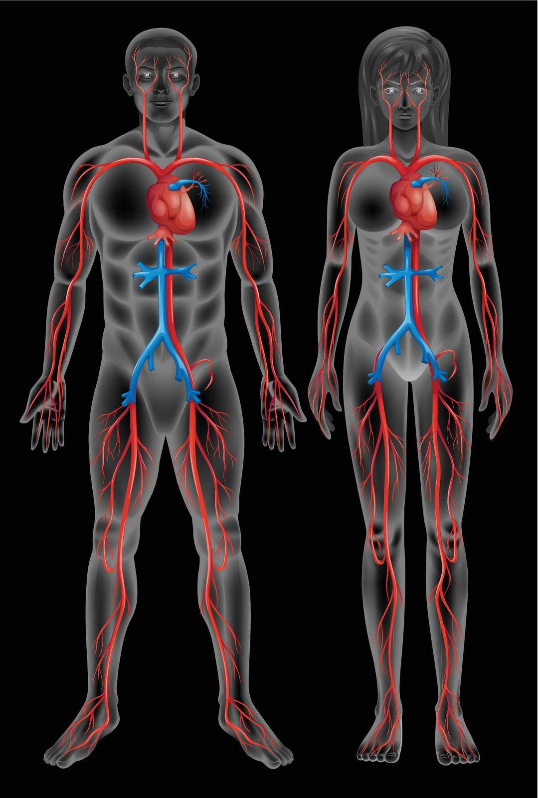 Circulatory system of a male and a female on a black background