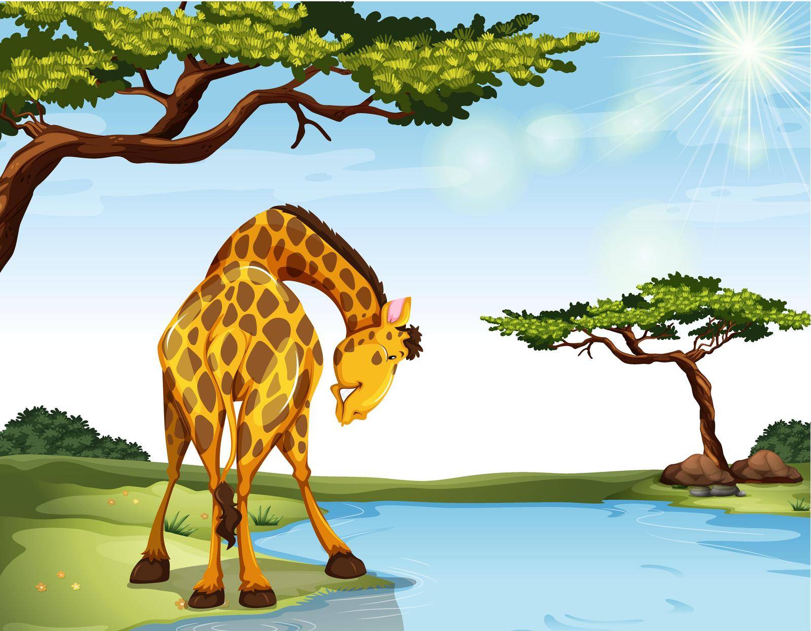 Giraffe standing at the river bank