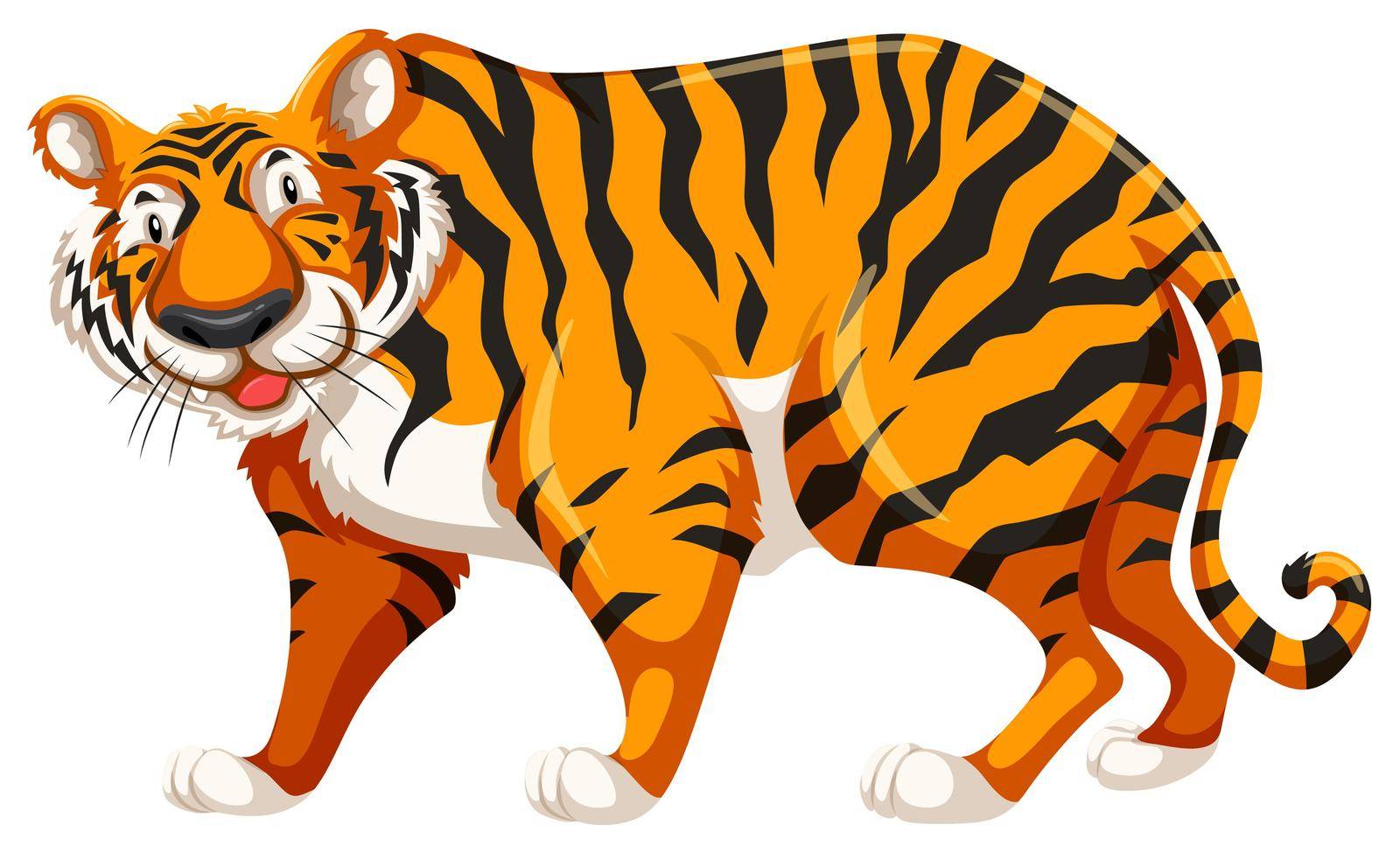 Standing tiger on white background