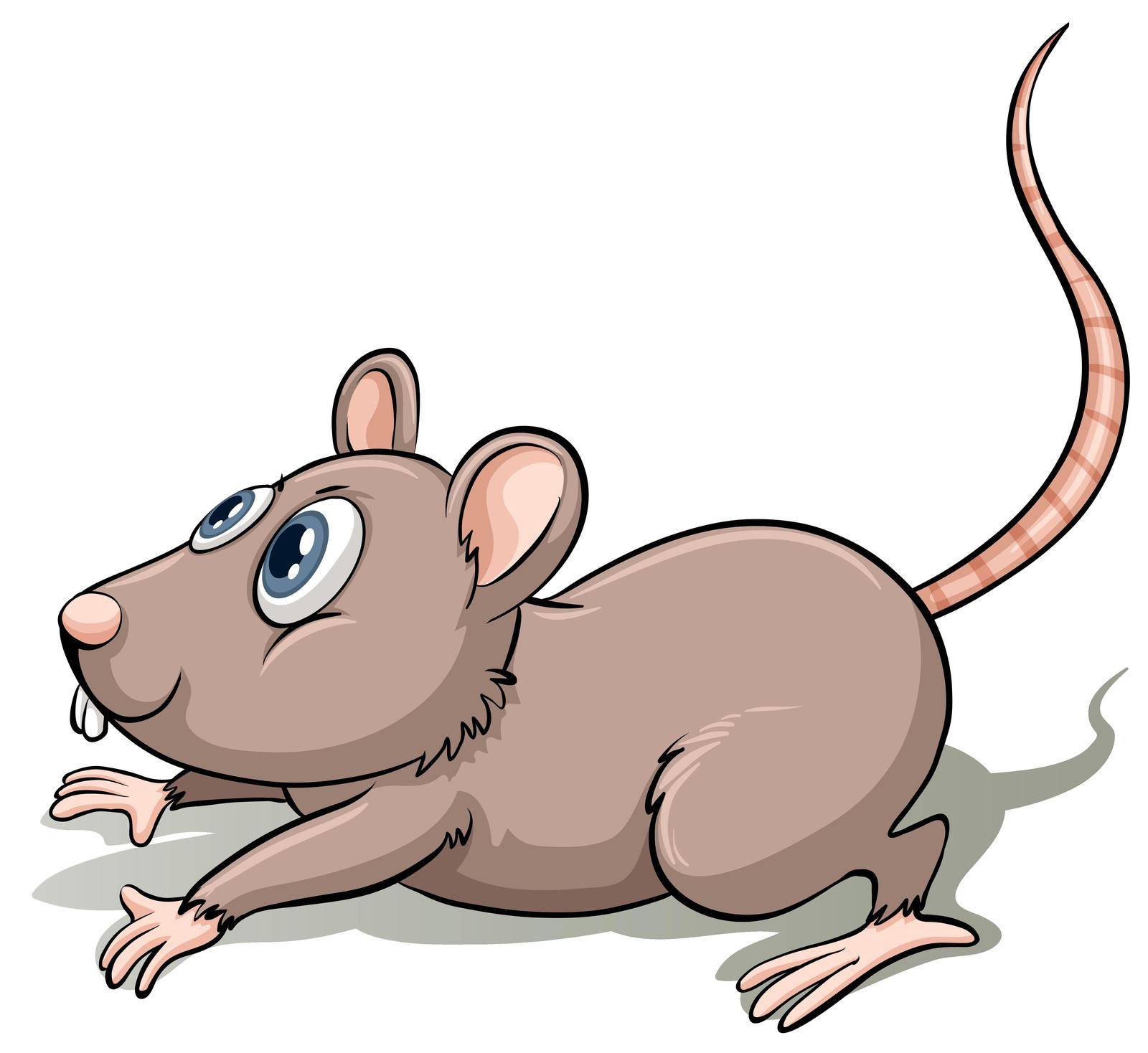 One gray mouse on a white background