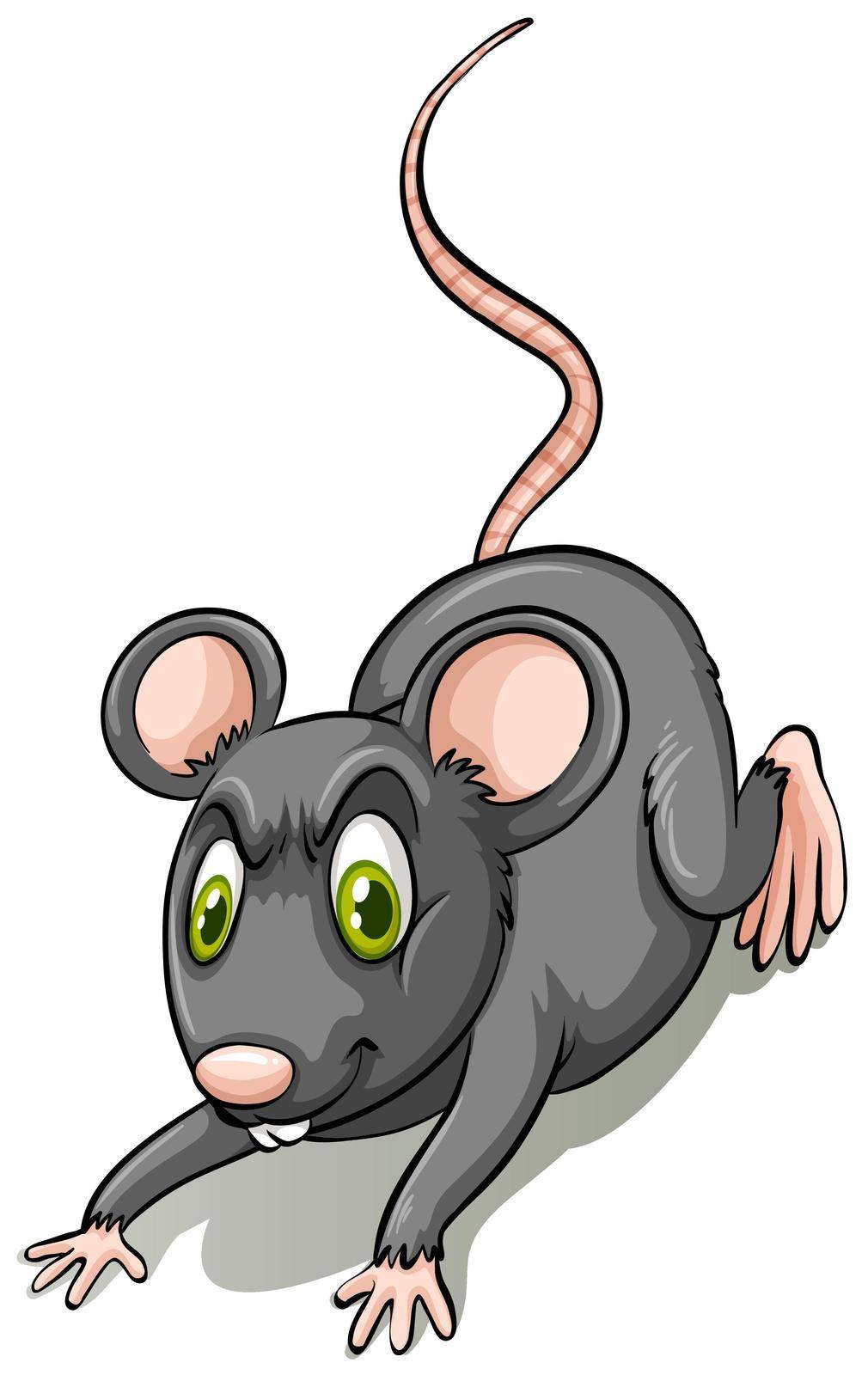 Black rat on white background