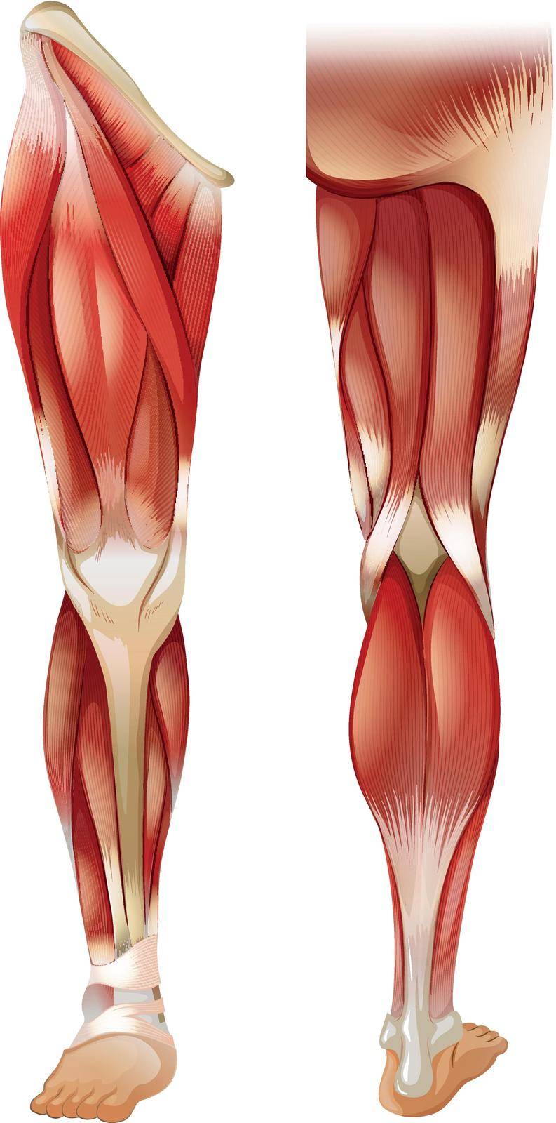 Poster of front and back leg muscle